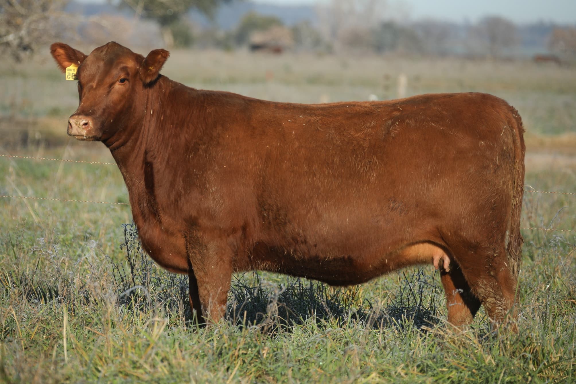 Vaquillona RP 5205