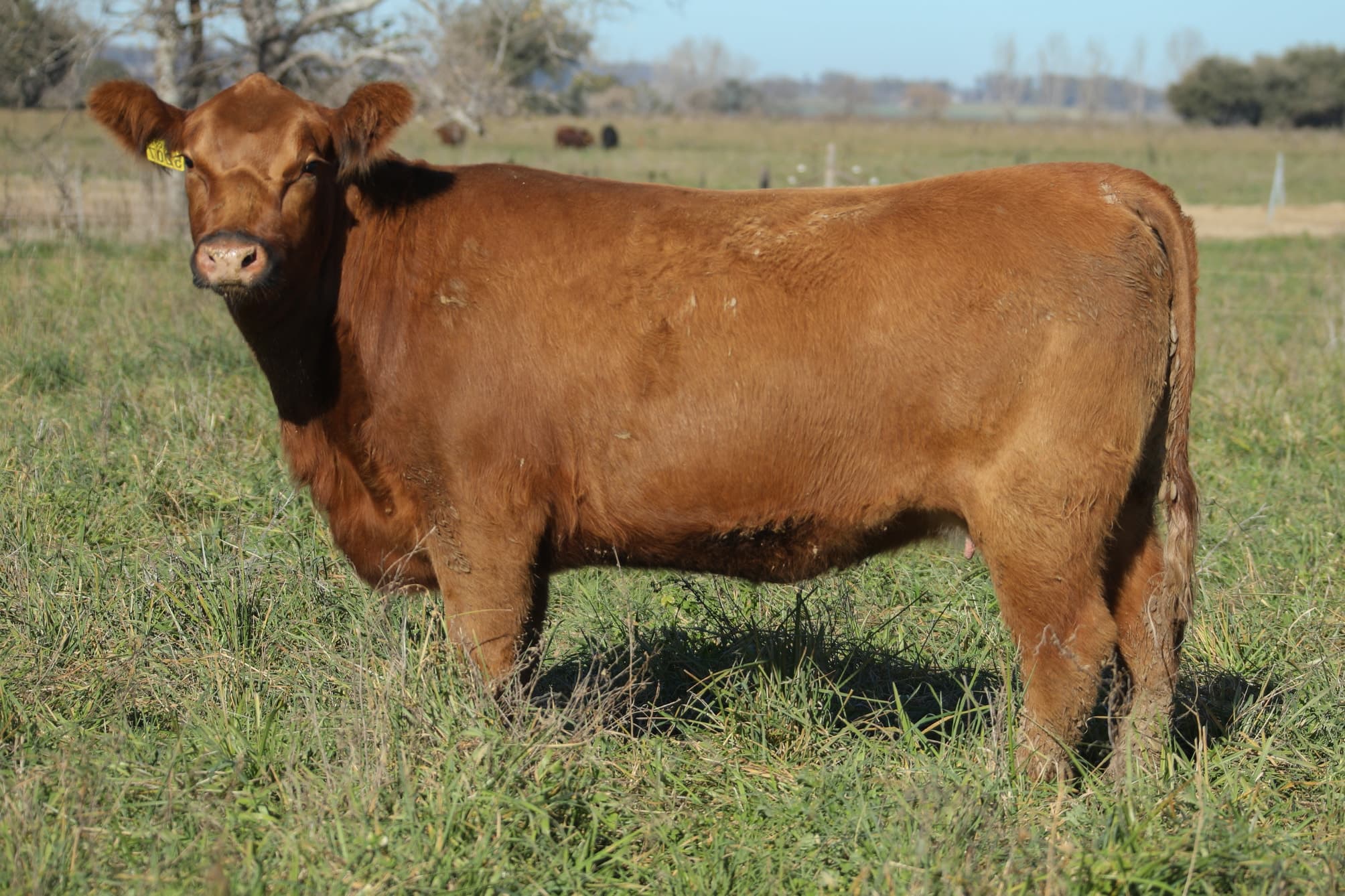 Vaquillona RP 5207