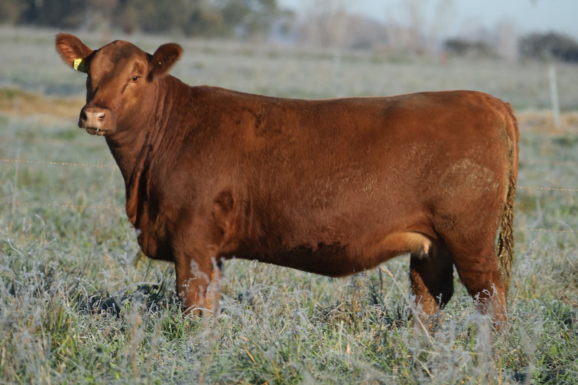 Vaquillona RP 5209