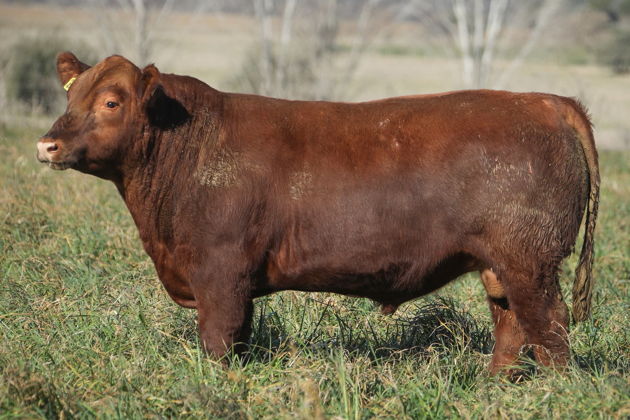 Toro RP 5224