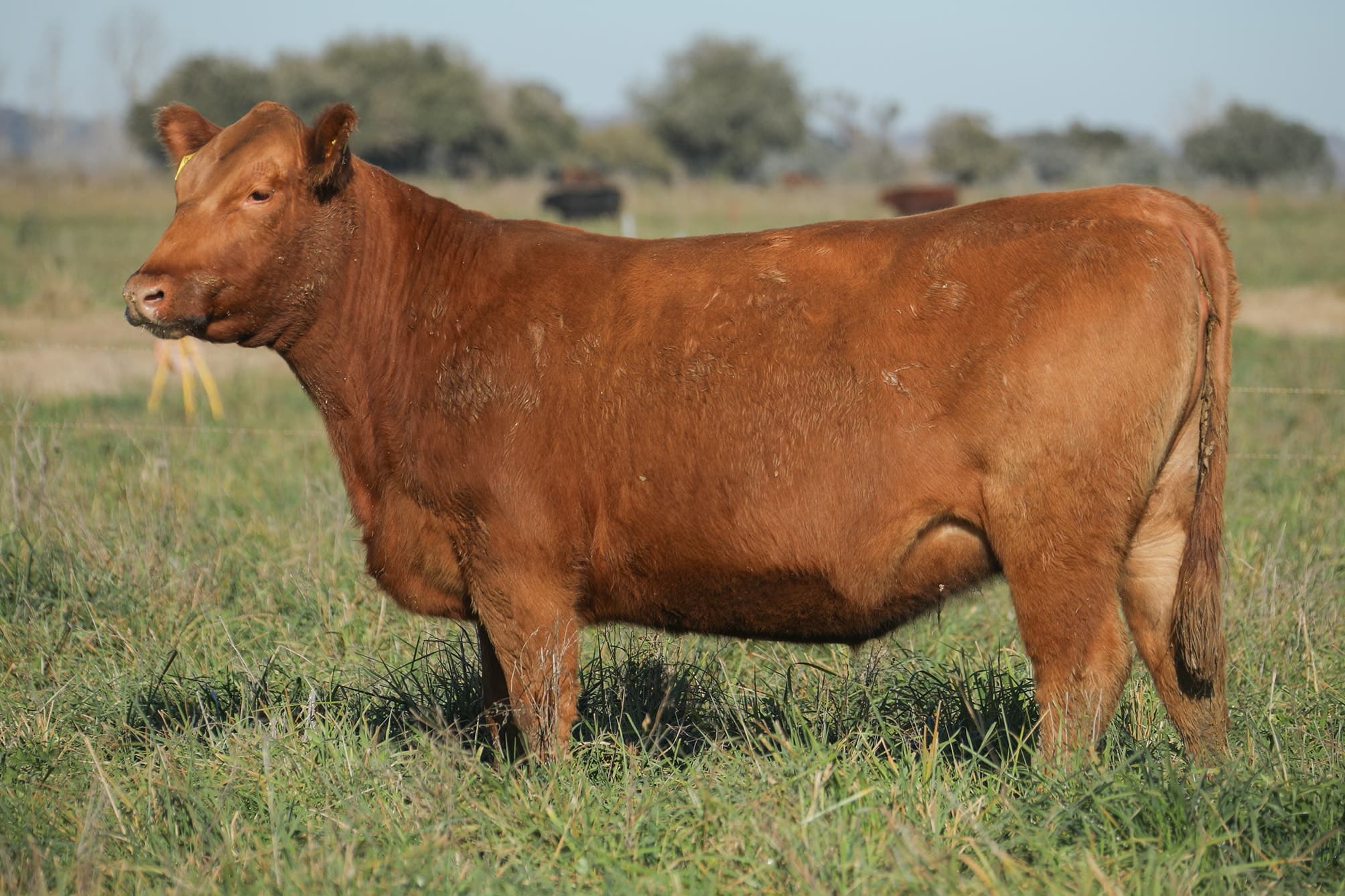 Vaquillona RP 5229