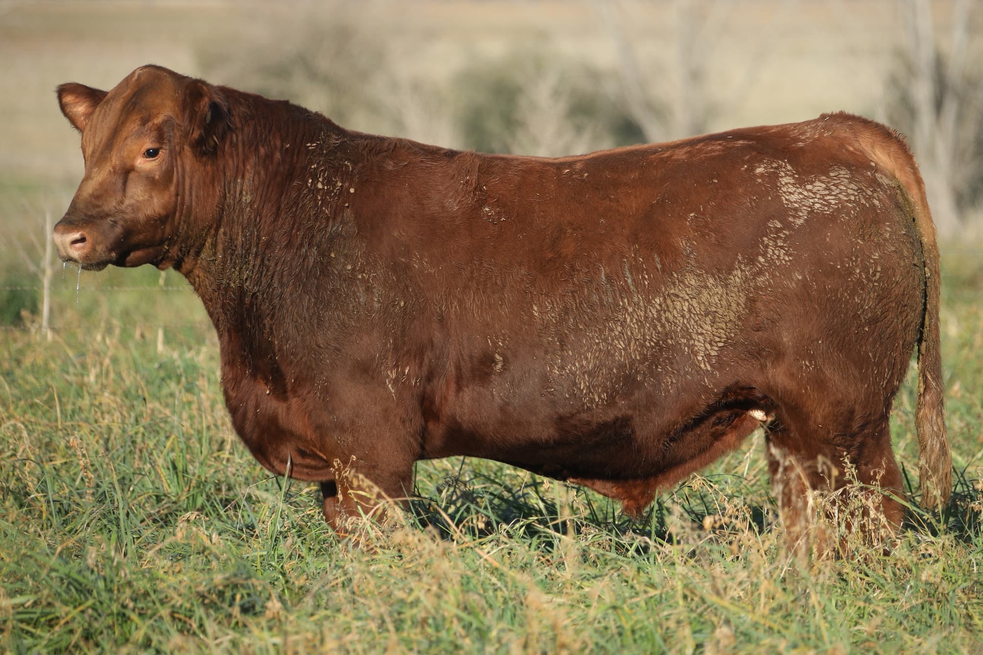Toro RP 5238