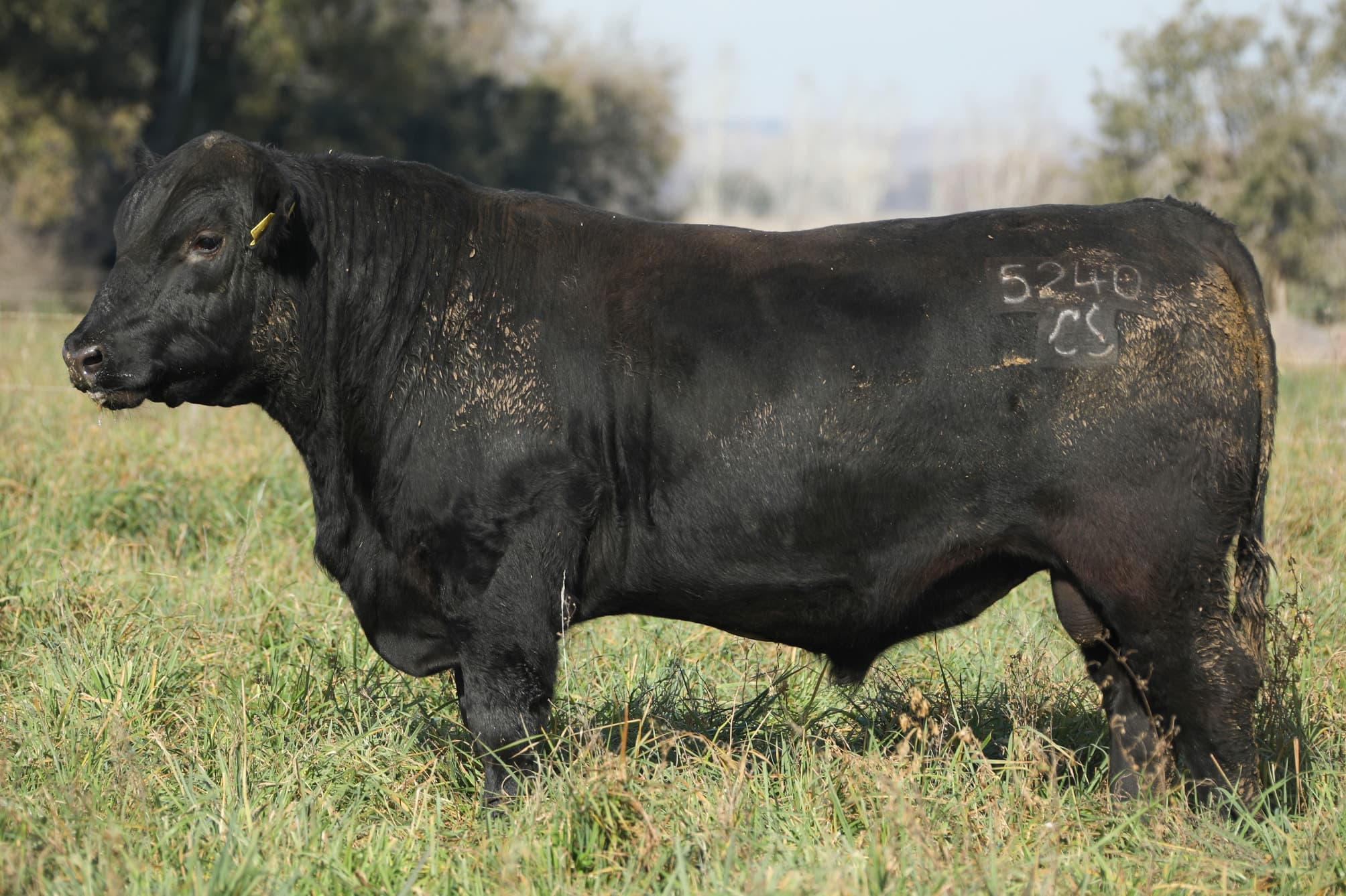 Toro RP 5240
