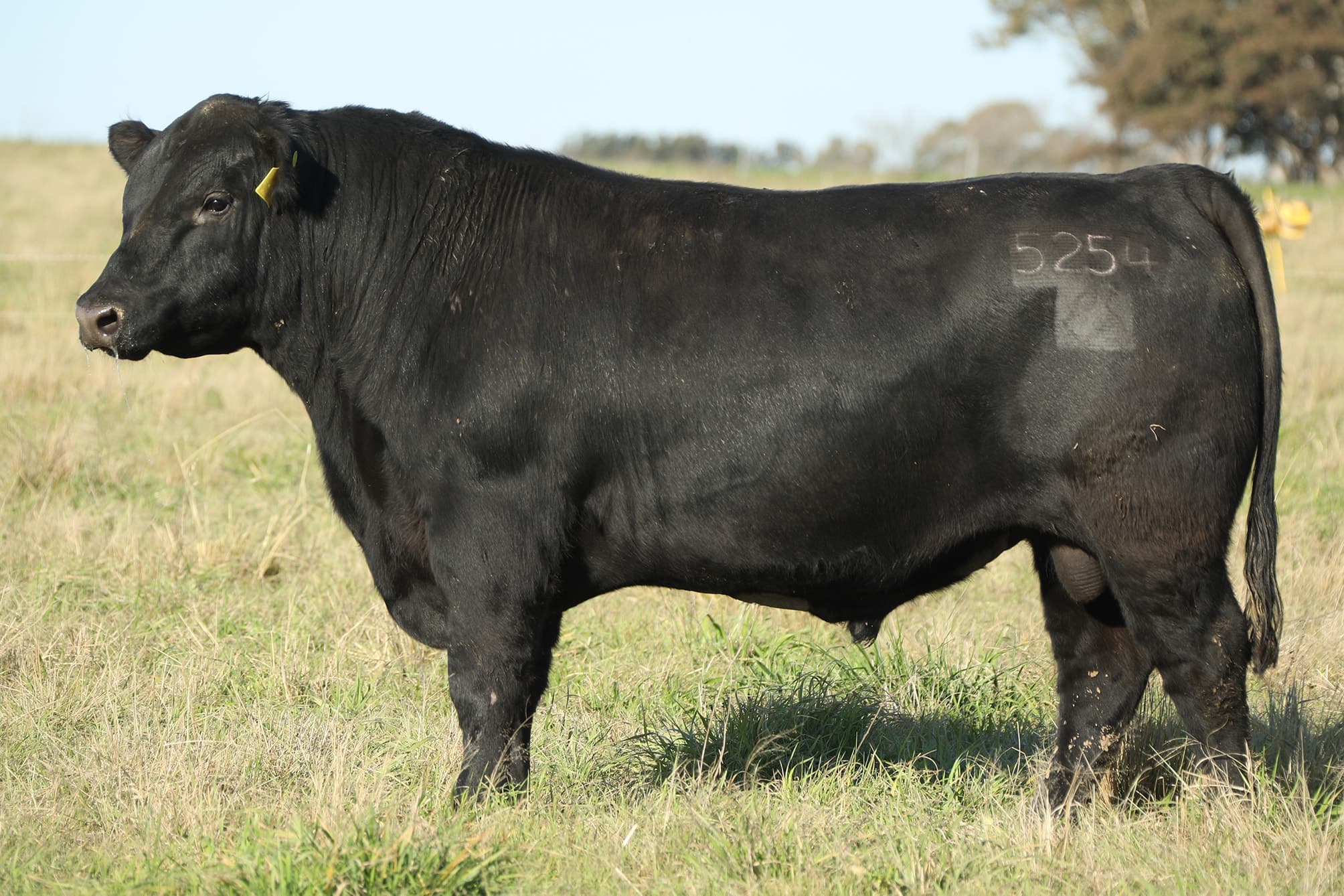 Toro RP 5254