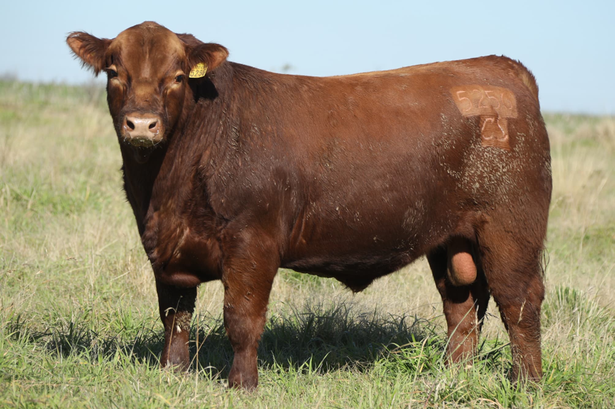 Toro RP 5256