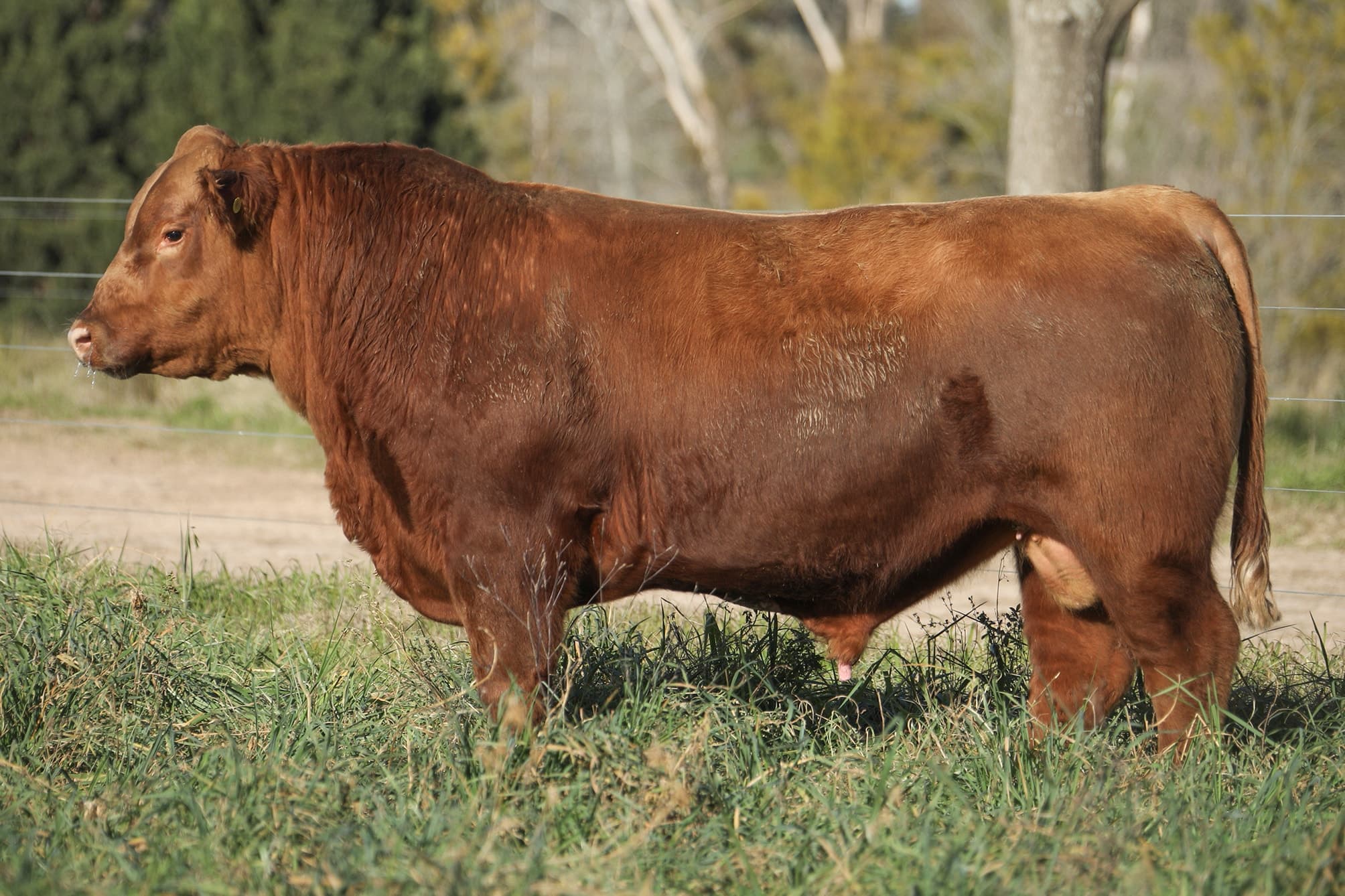 Toro RP 5264