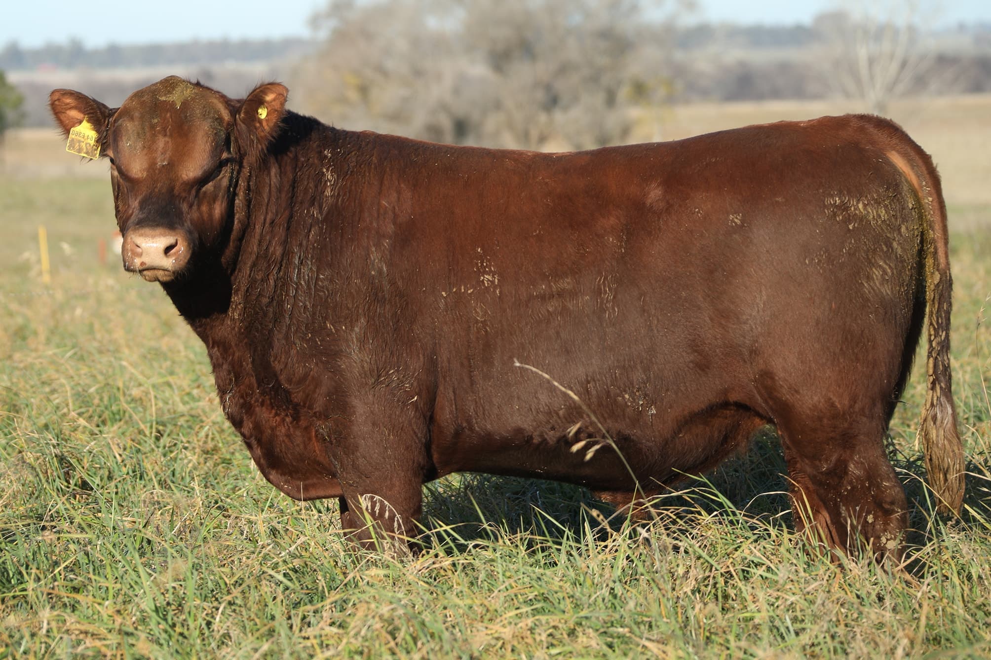 Toro RP 5274