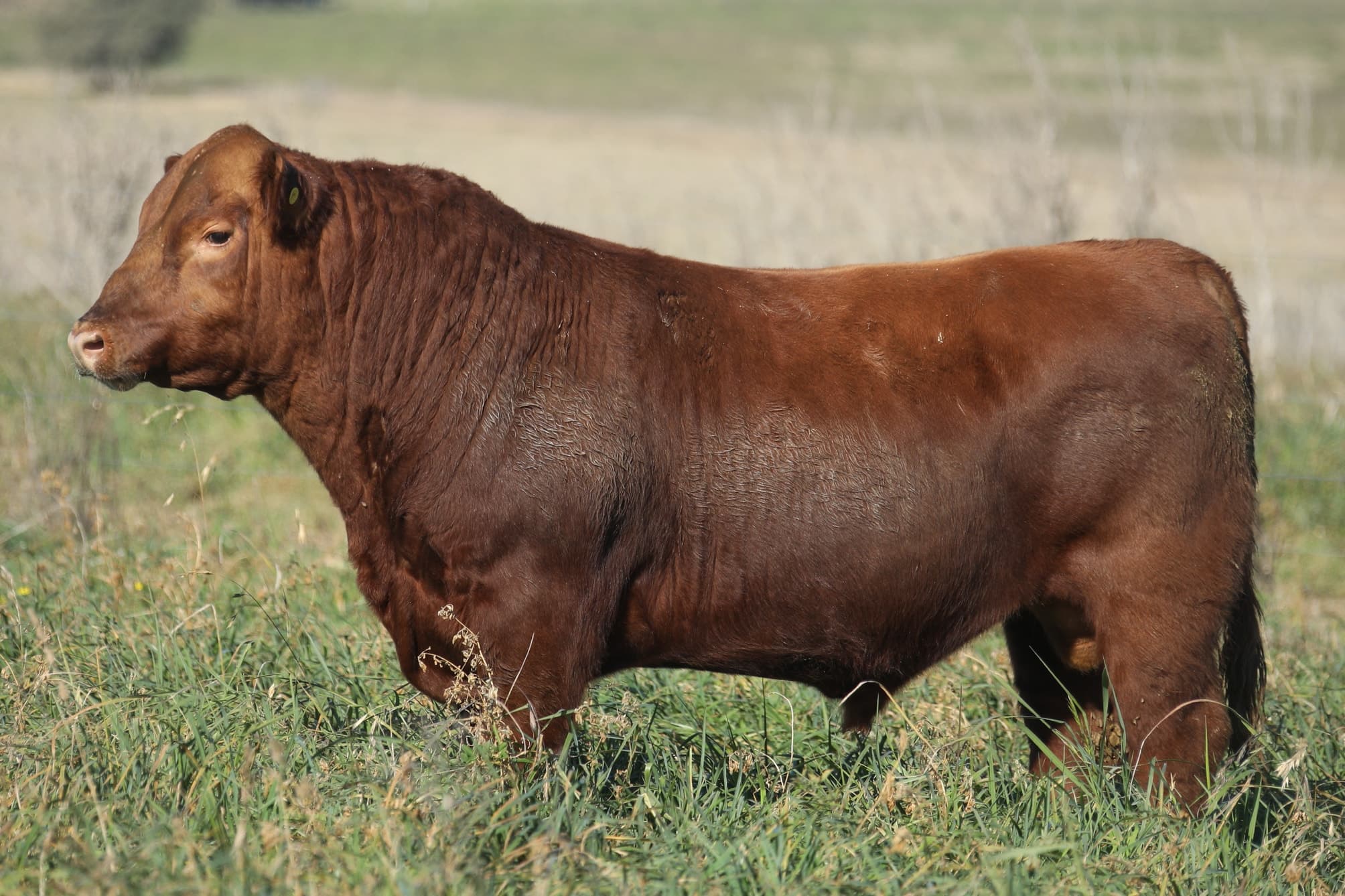 Toro RP 5280