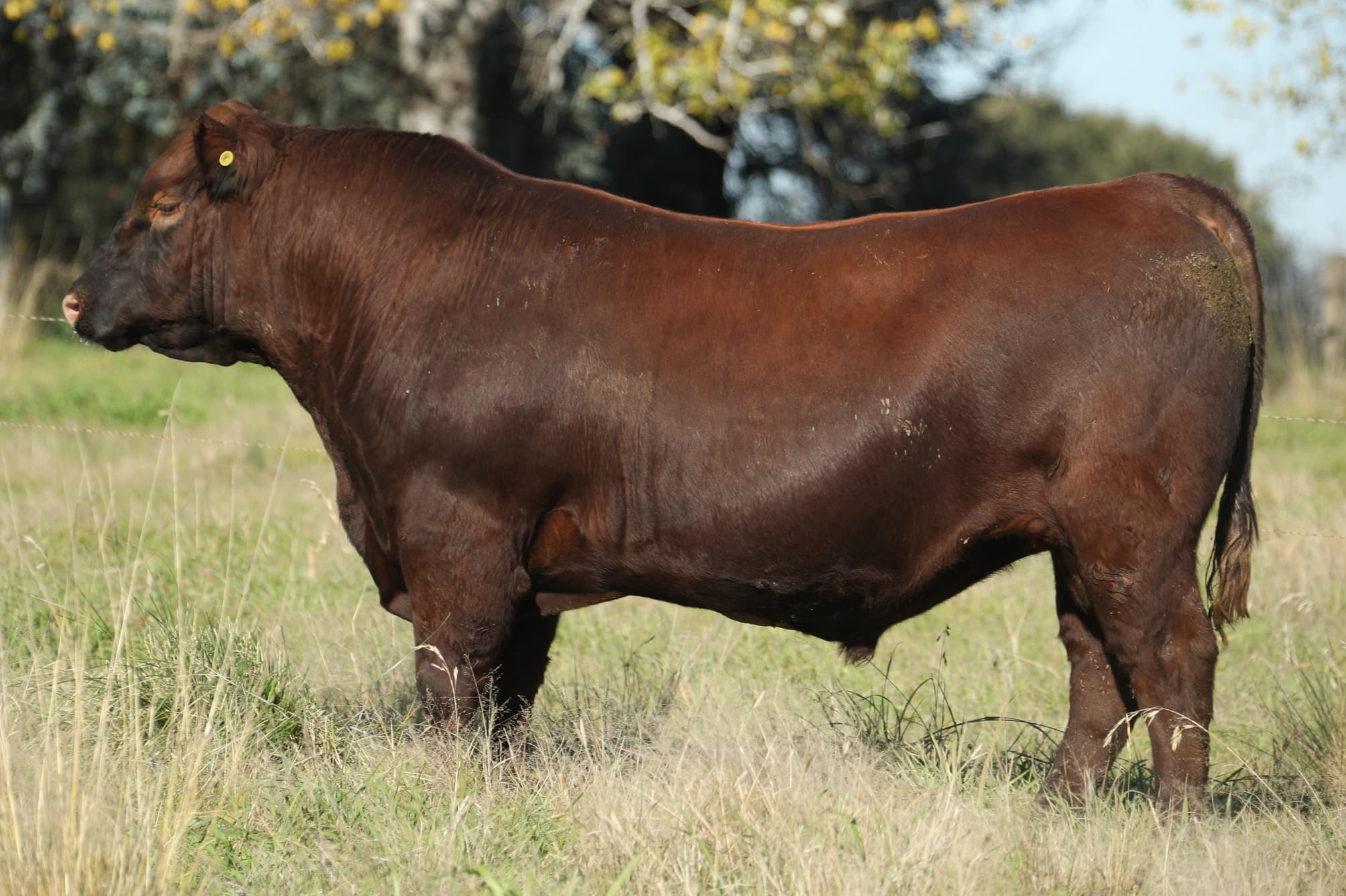 Toro RP 5284