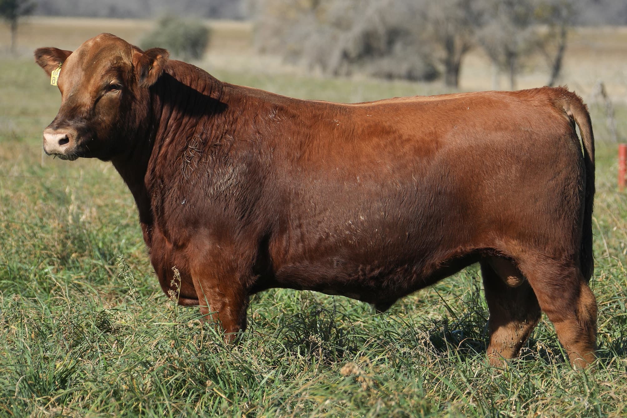 Toro RP 5286