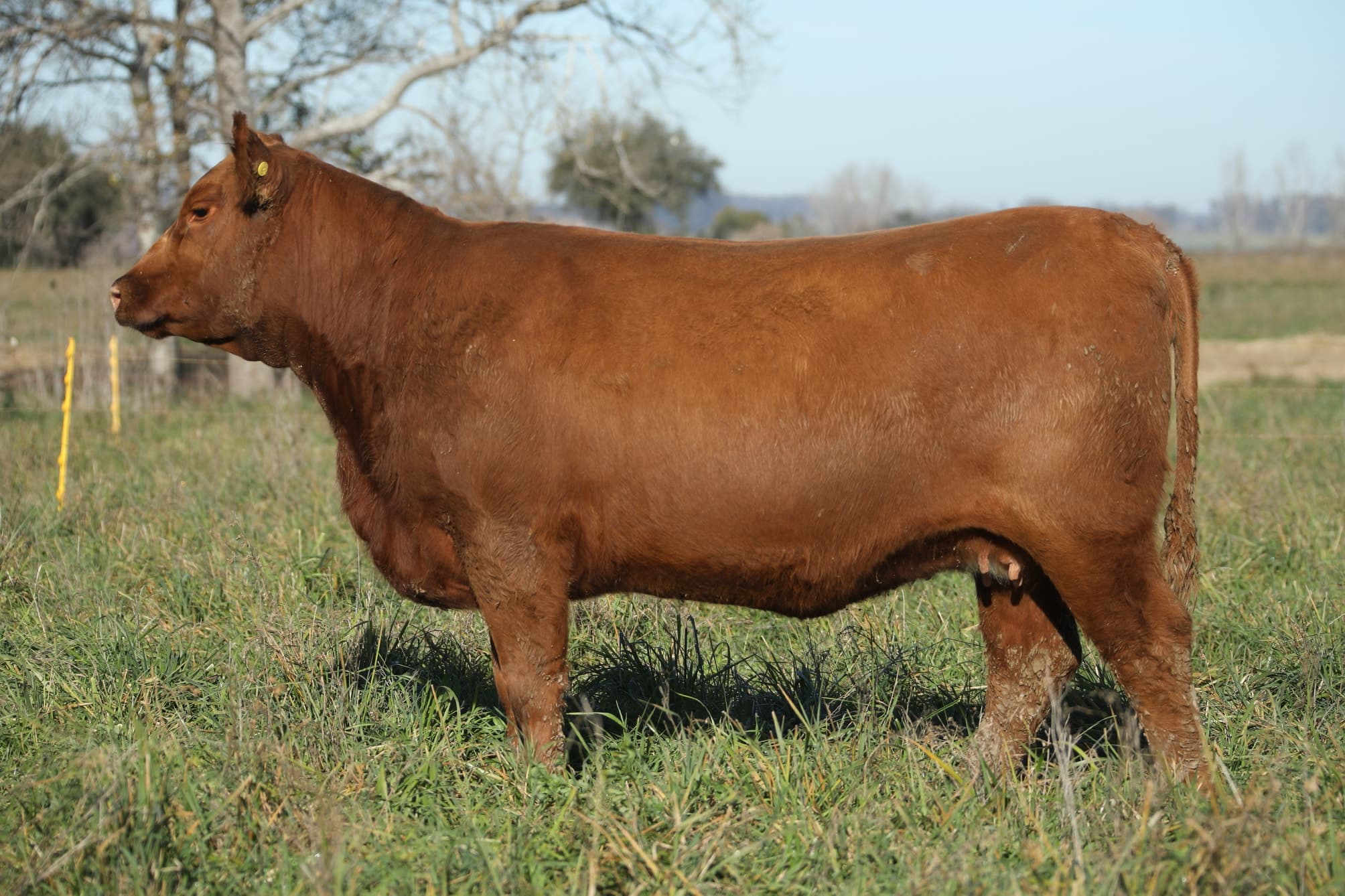 Vaquillona RP 5293