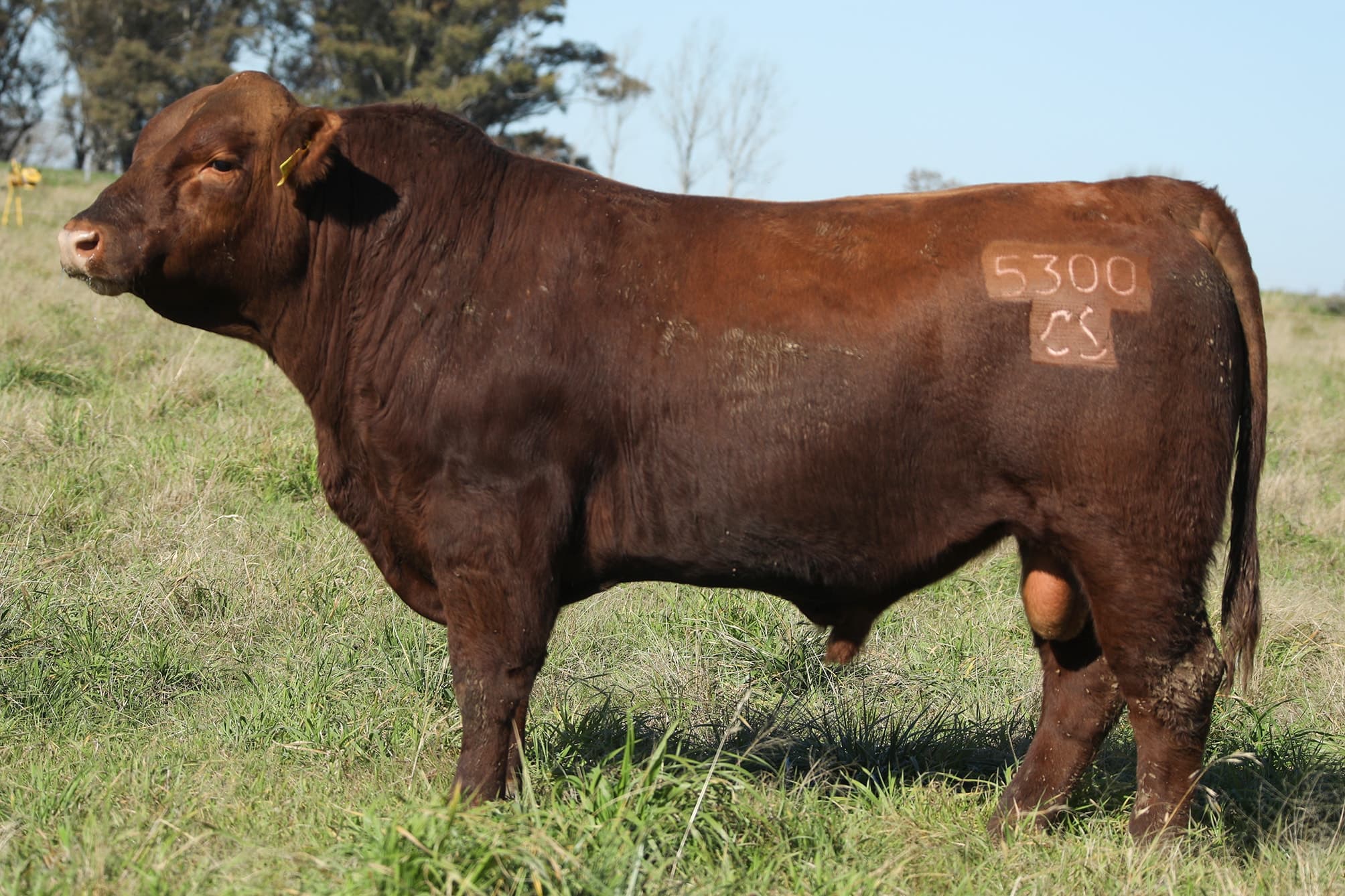Toro RP 5300