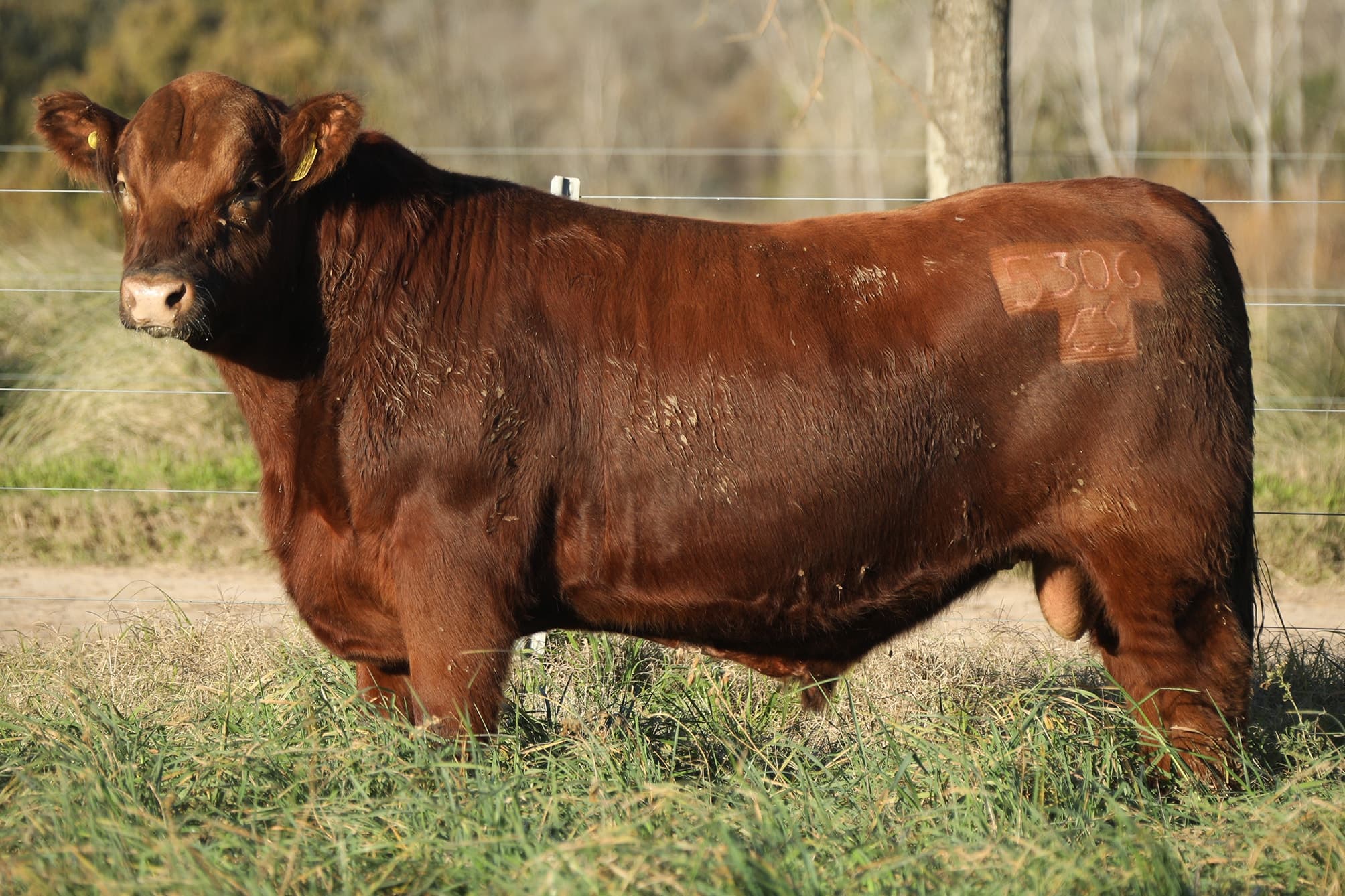 Toro RP 5306