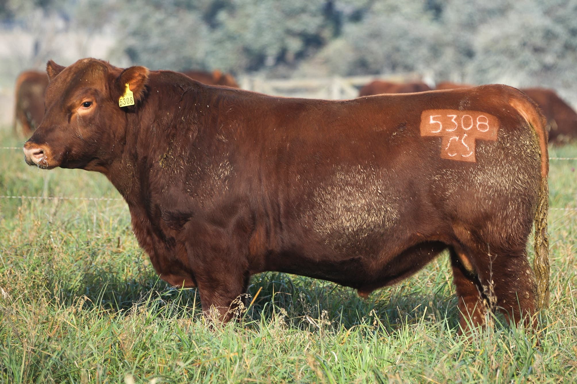 Toro RP 5308