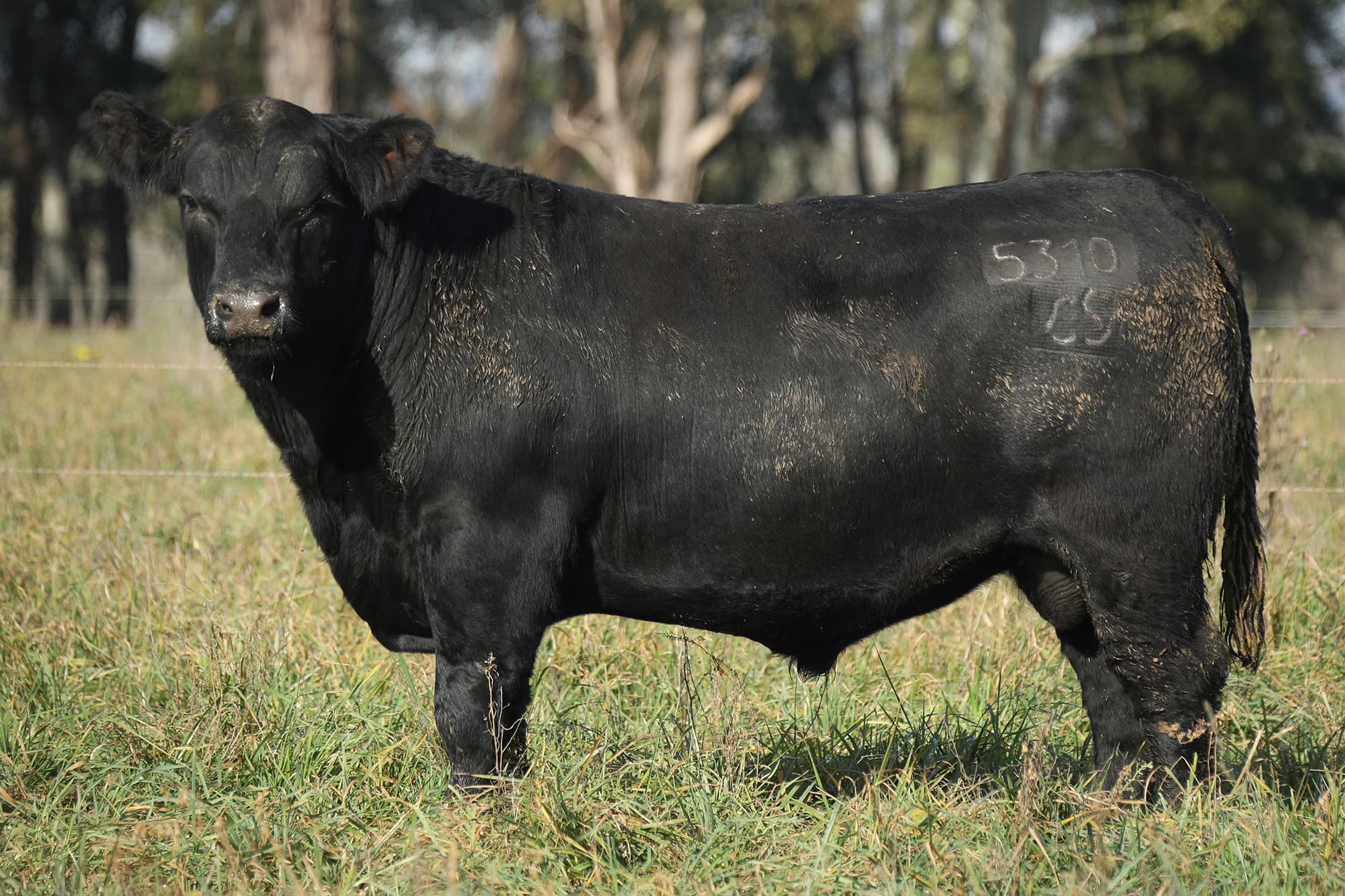 Toro RP 5310