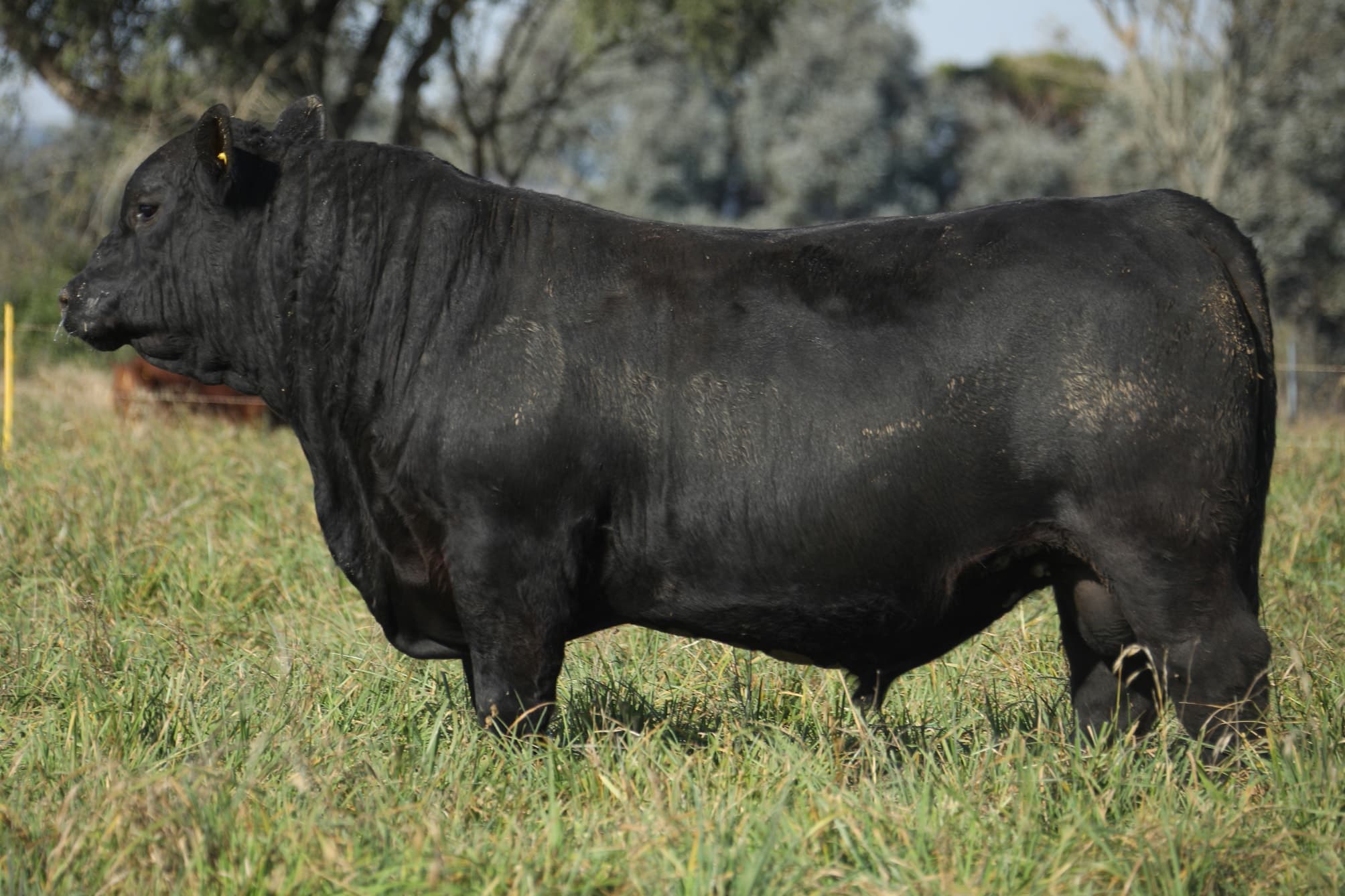 Toro RP 5316