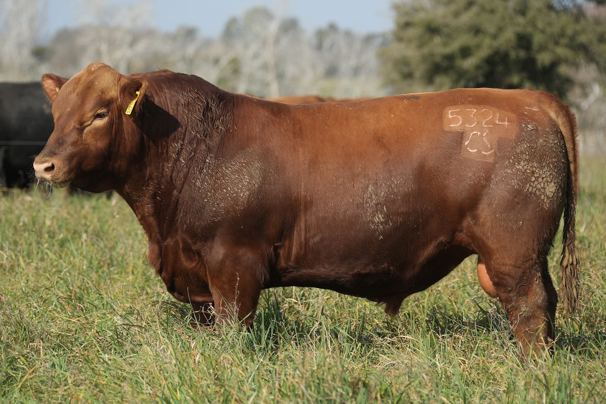 Toro RP 5324