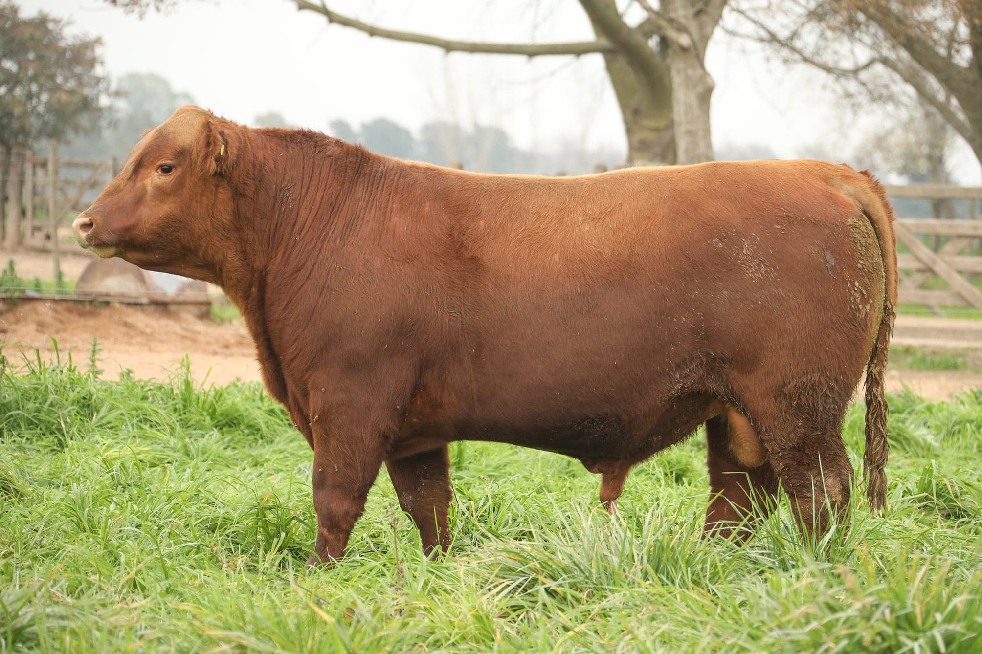 Toro RP 5336