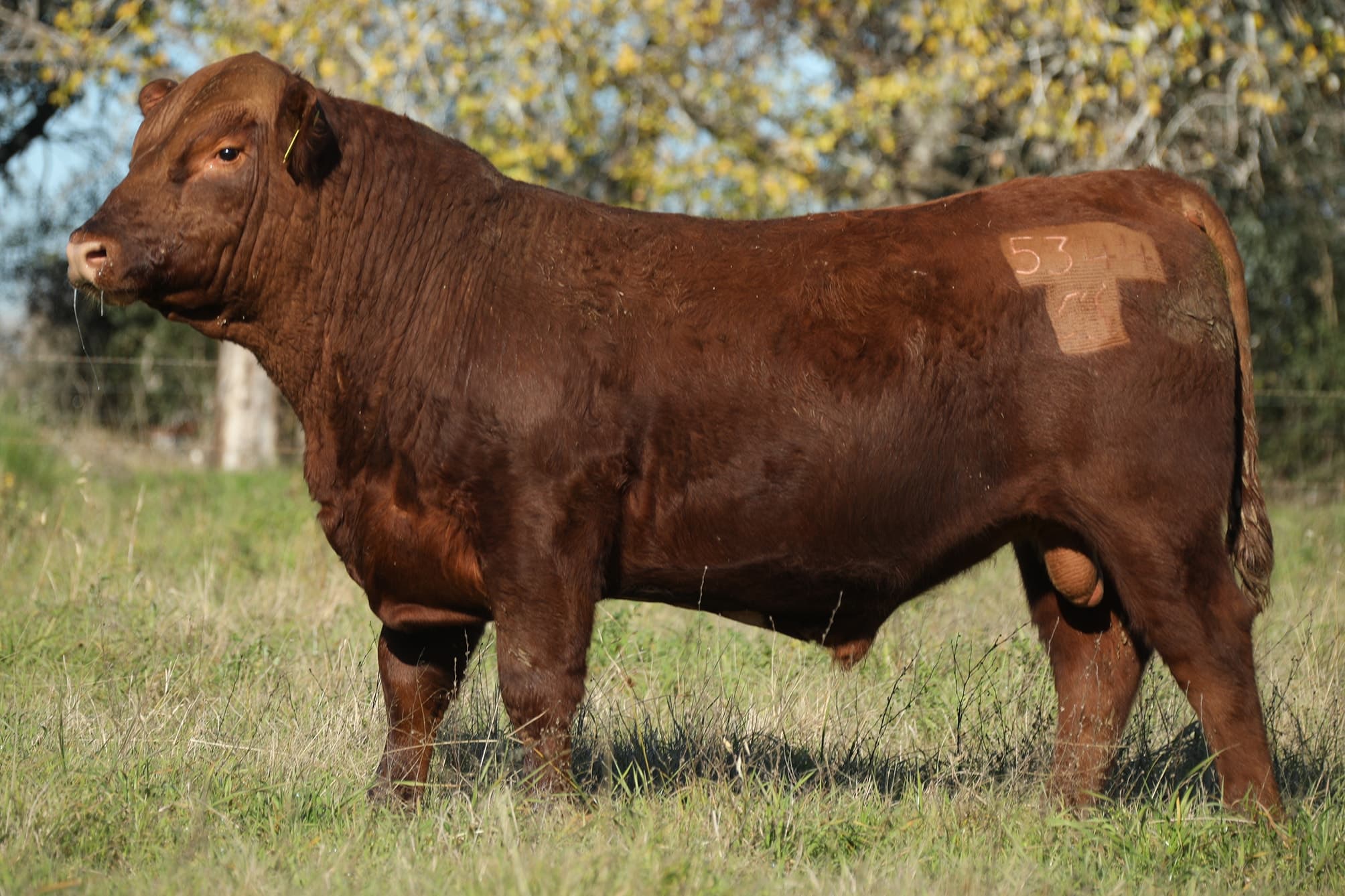 Toro RP 5344