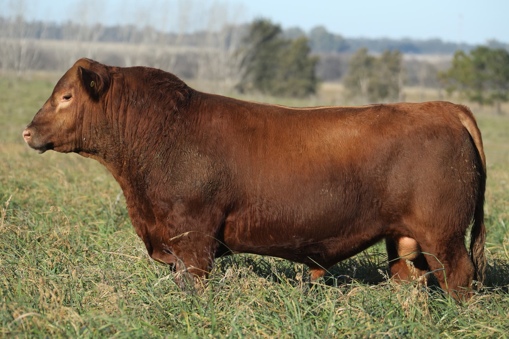 Toro RP 5346