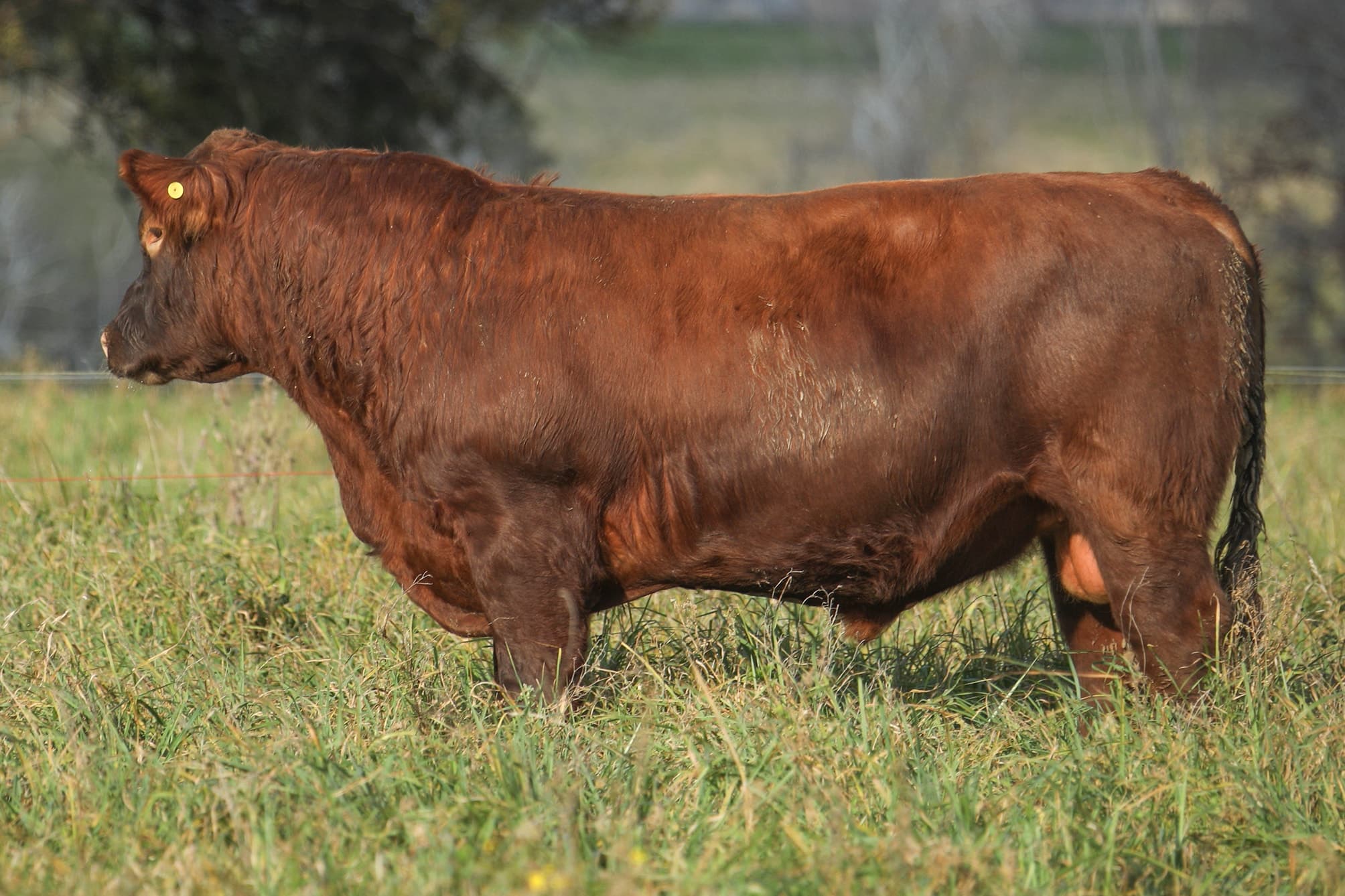 Toro RP 5348