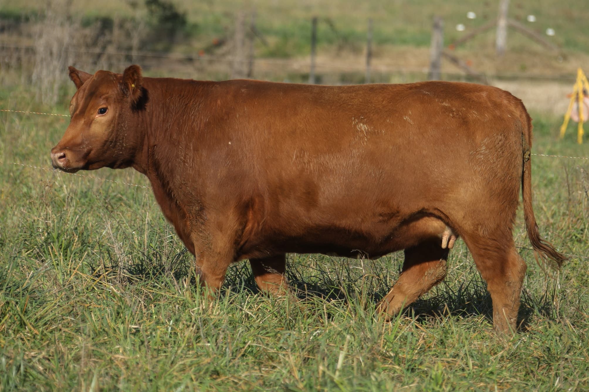 Vaquillona RP 5349