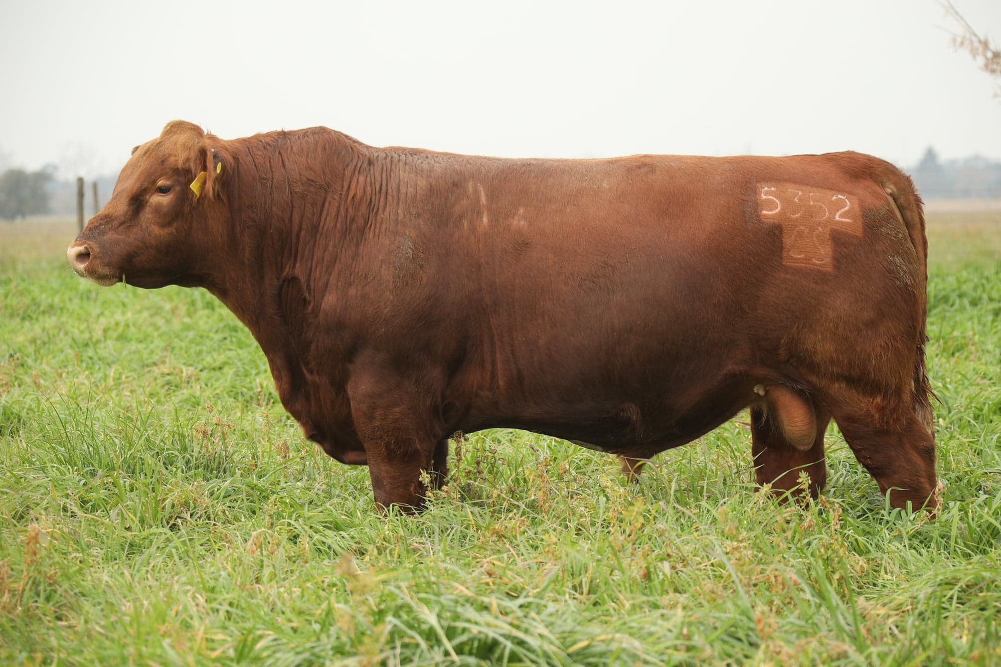 Toro RP 5352