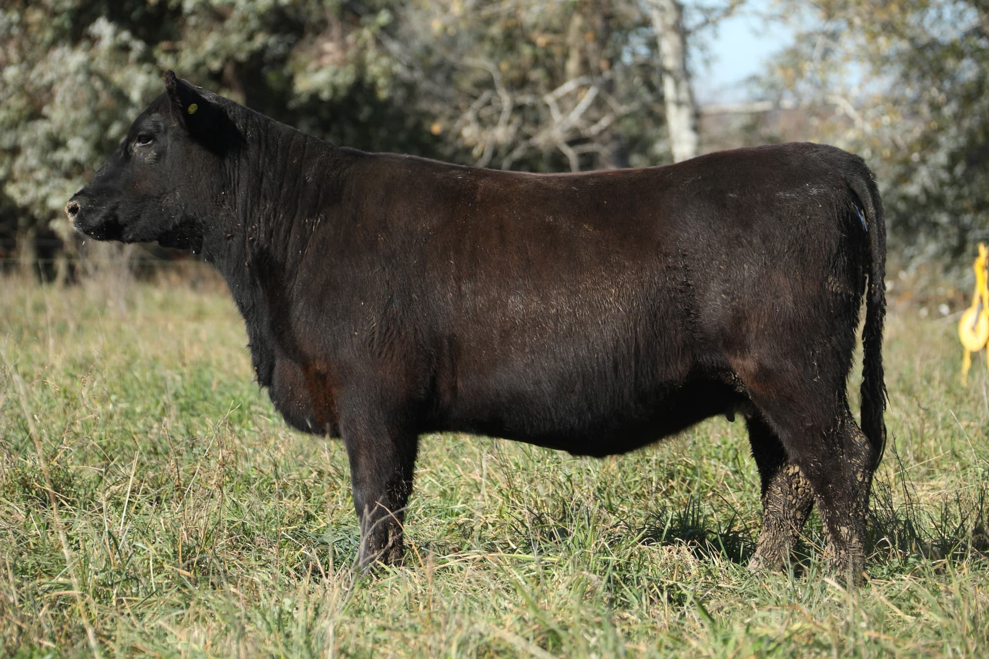 Vaquillona RP 5353