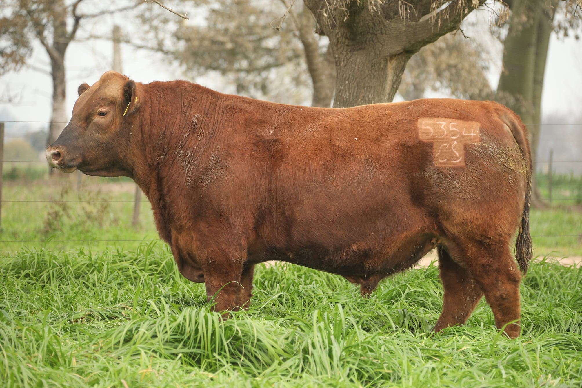 Toro RP 5354