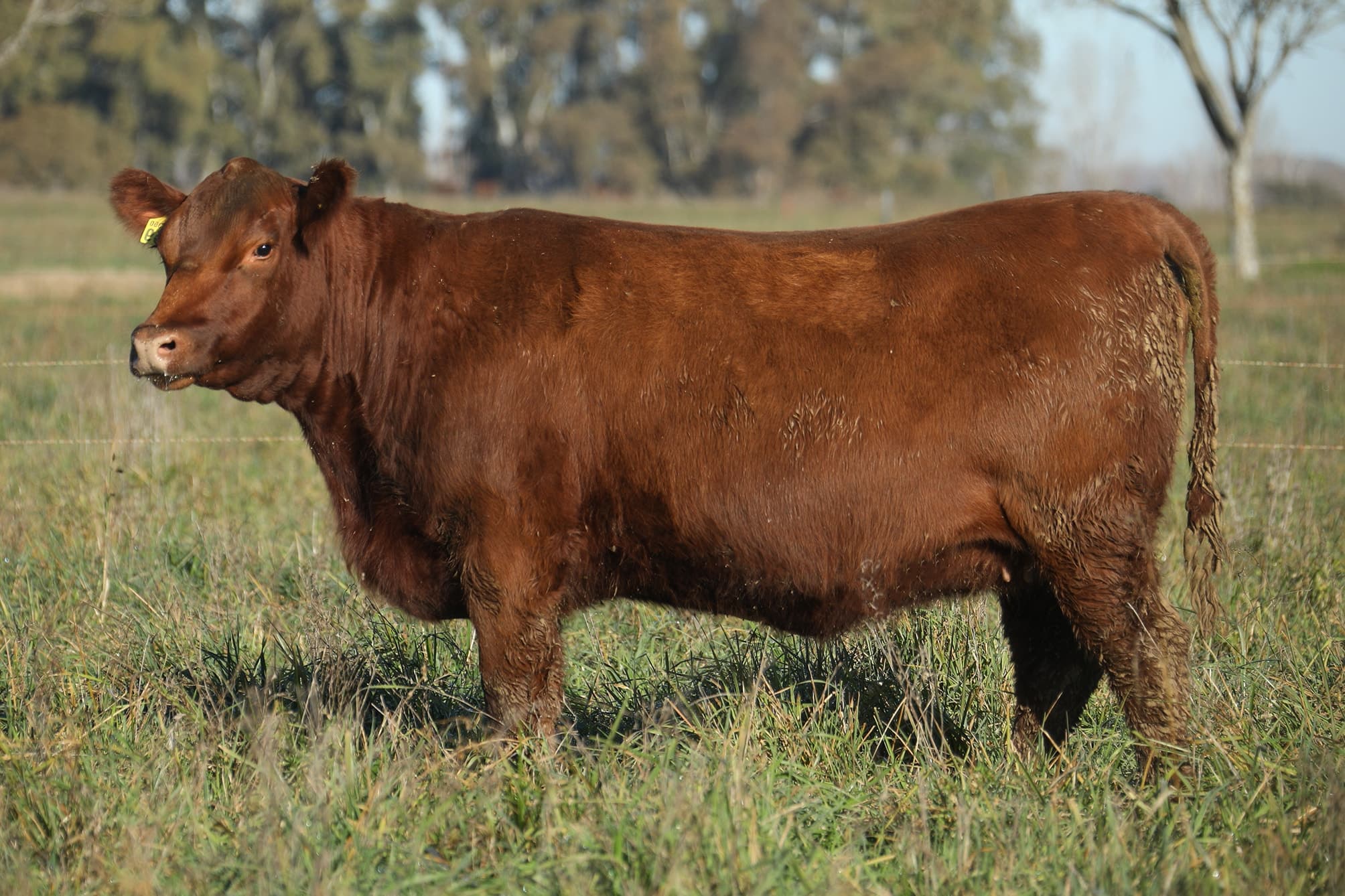 Vaquillona RP 5359