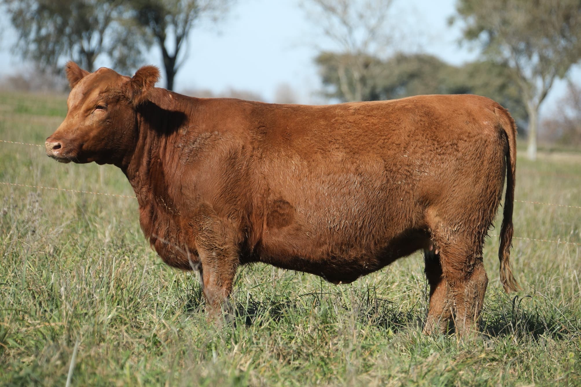 Vaquillona RP 5363