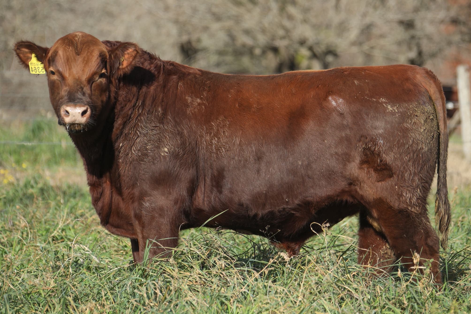 Toro RP 5364