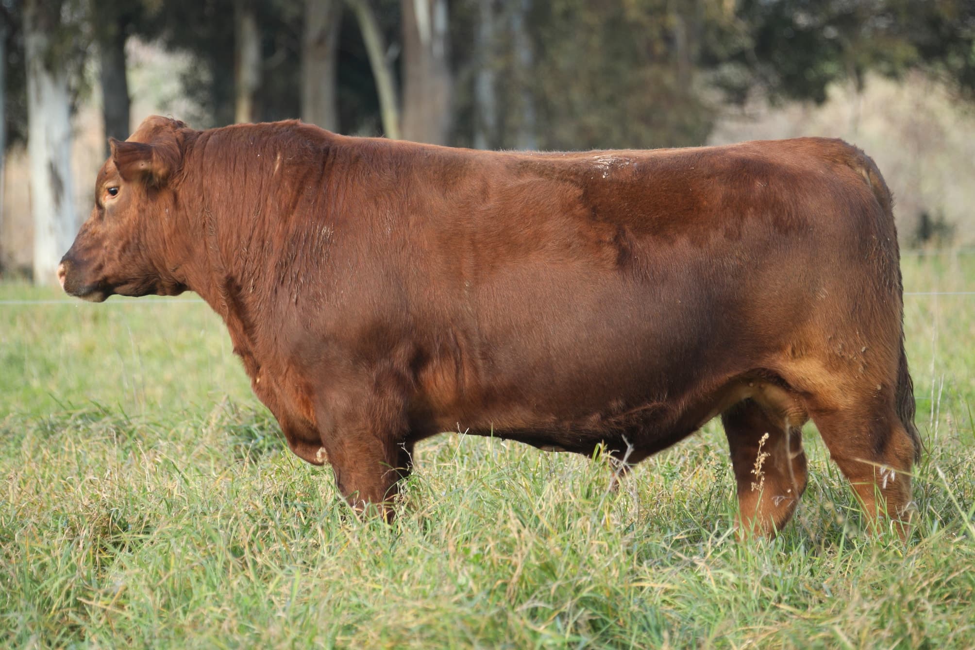 Toro RP 5372