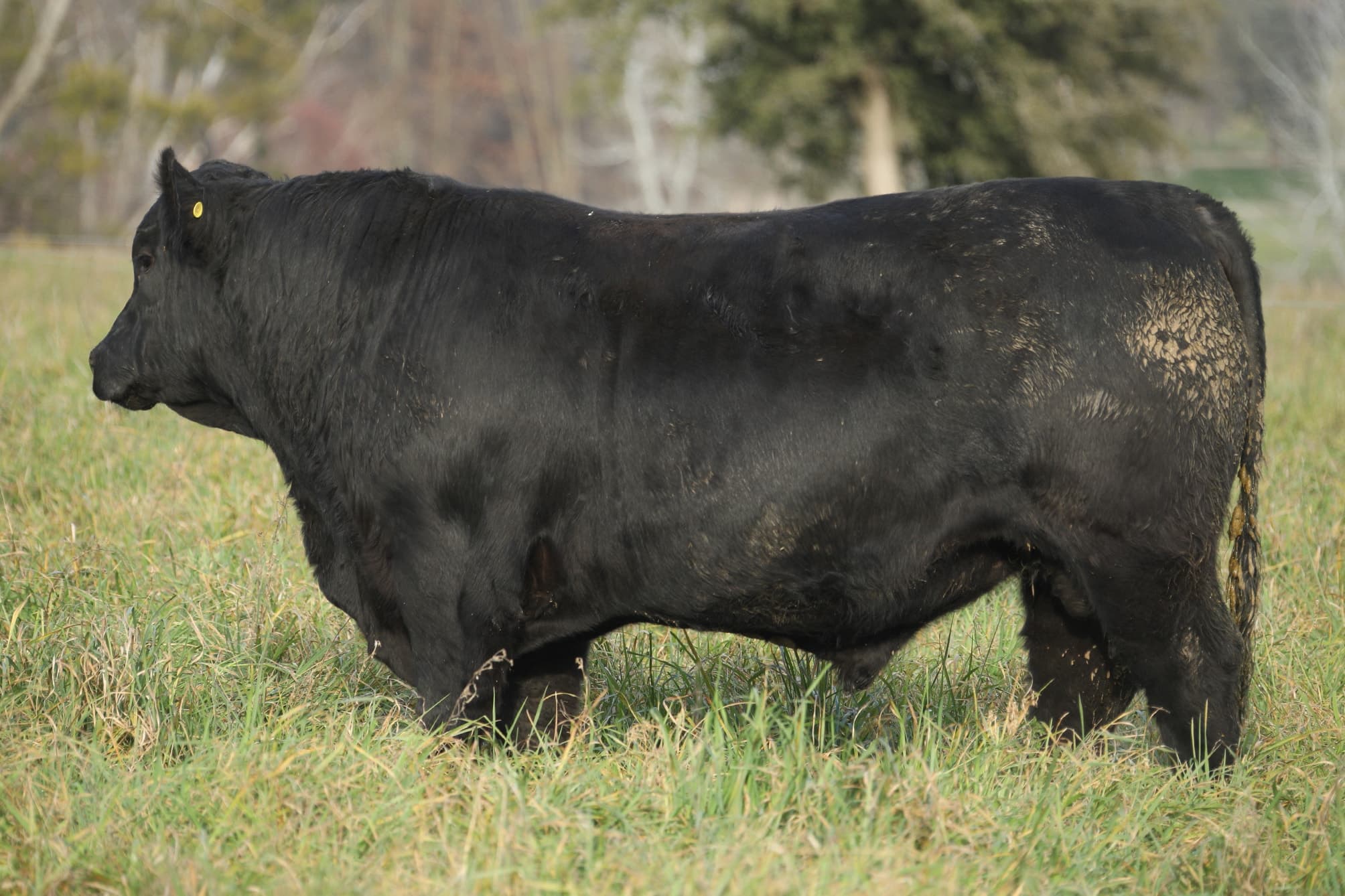 Toro RP 5374