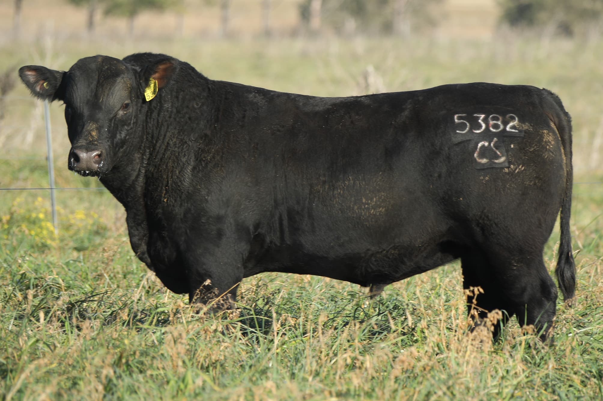Toro RP 5382