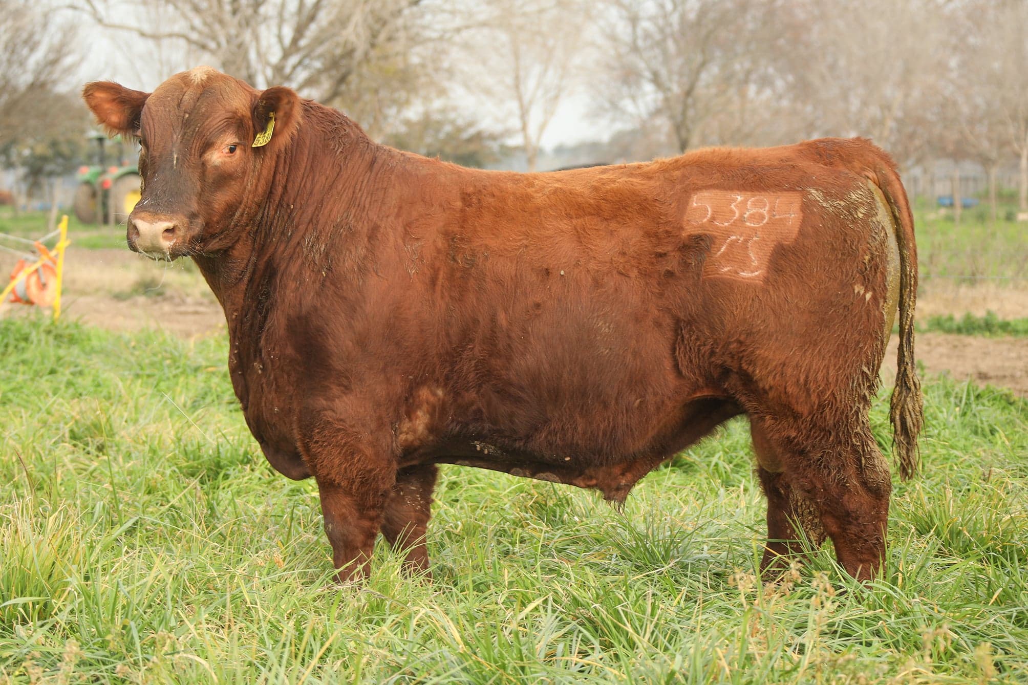 Toro RP 5384