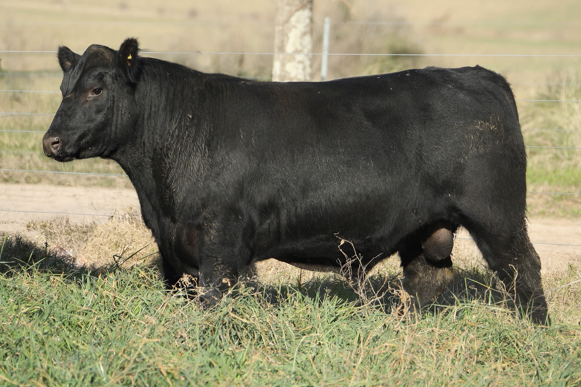 Toro RP 5410