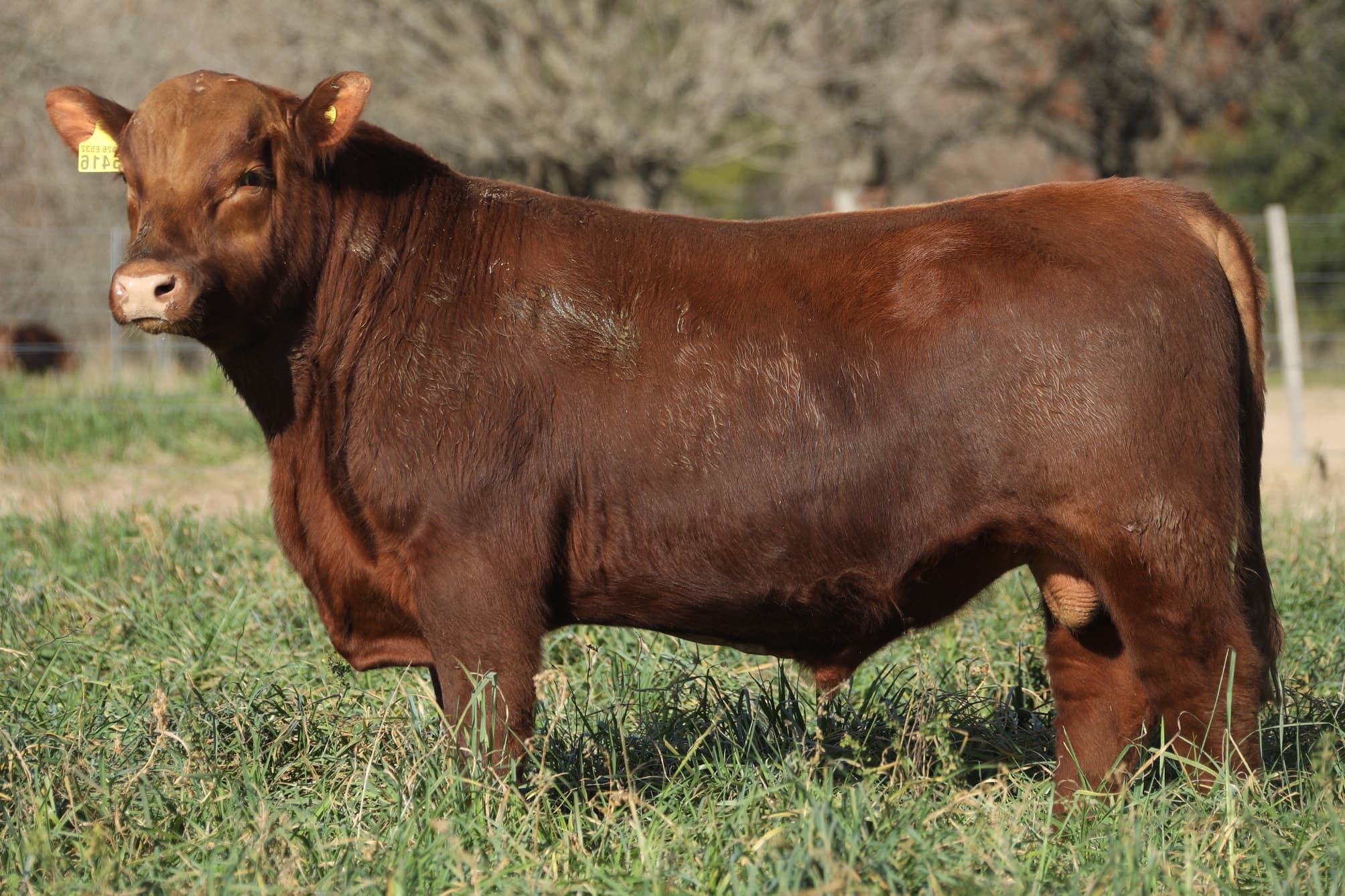 Toro RP 5416