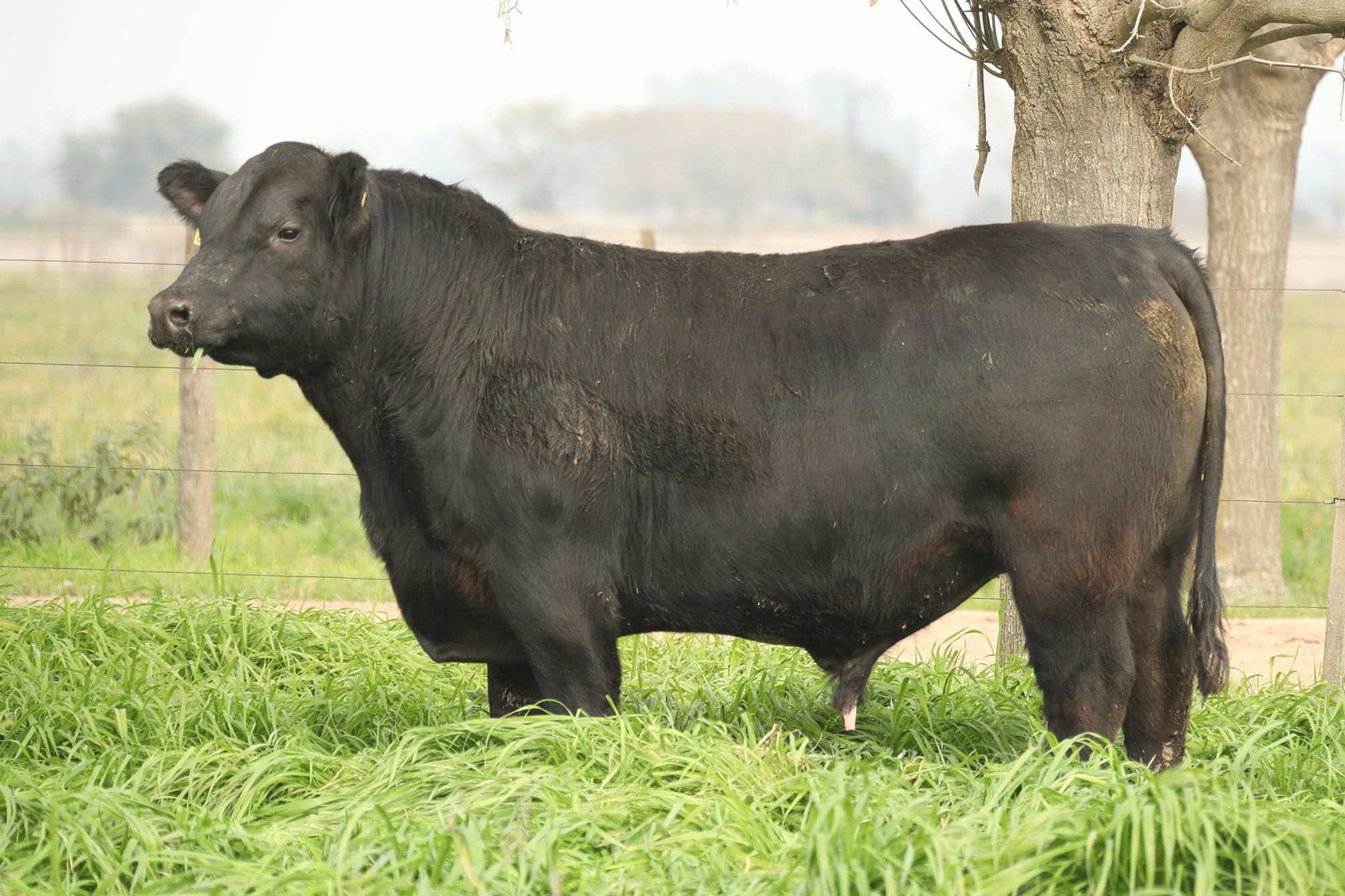 Toro RP 5418