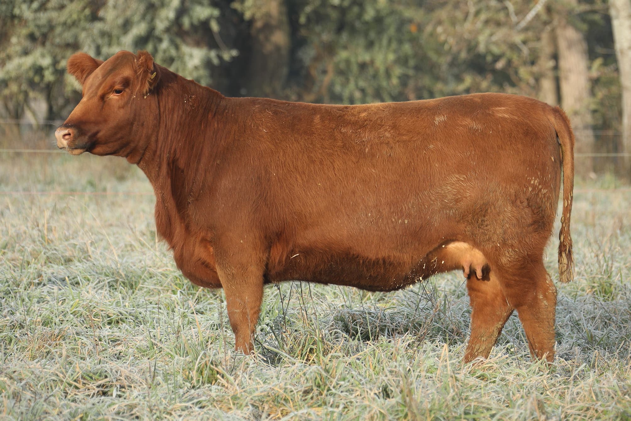 Vaquillona RP 5427