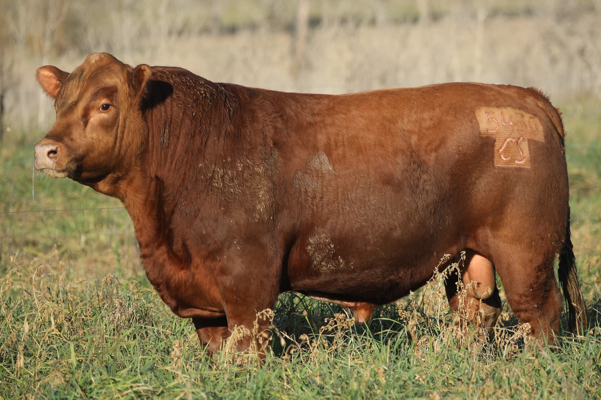 Toro RP 5436