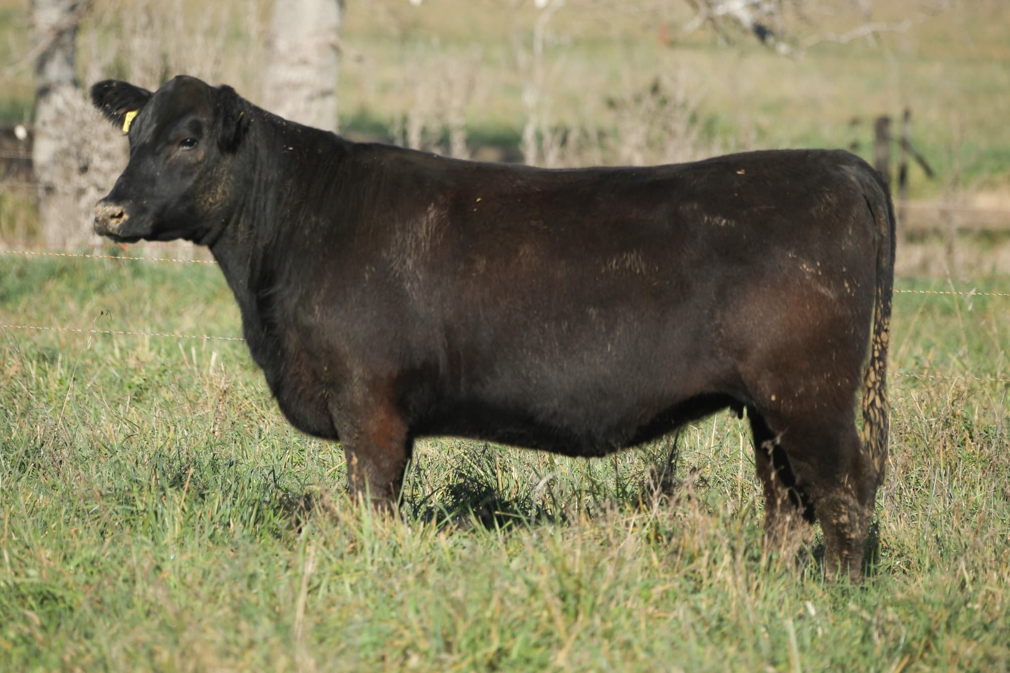 Vaquillona RP 5437