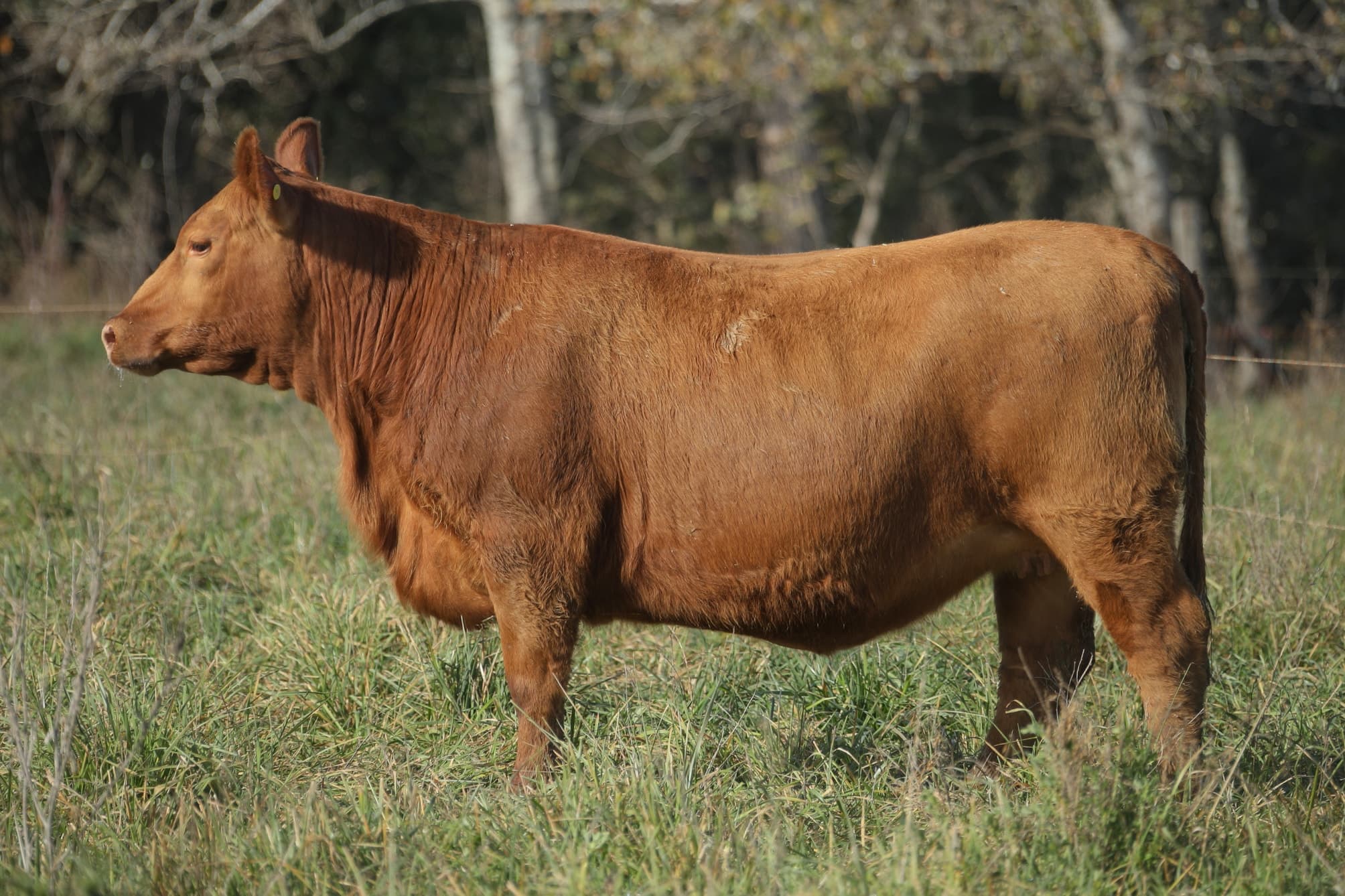 Vaquillona RP 5443