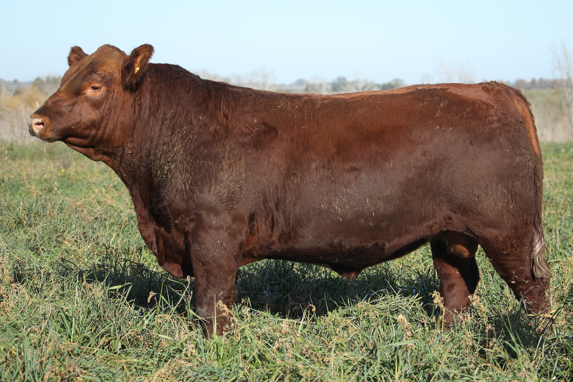 Toro RP 5444