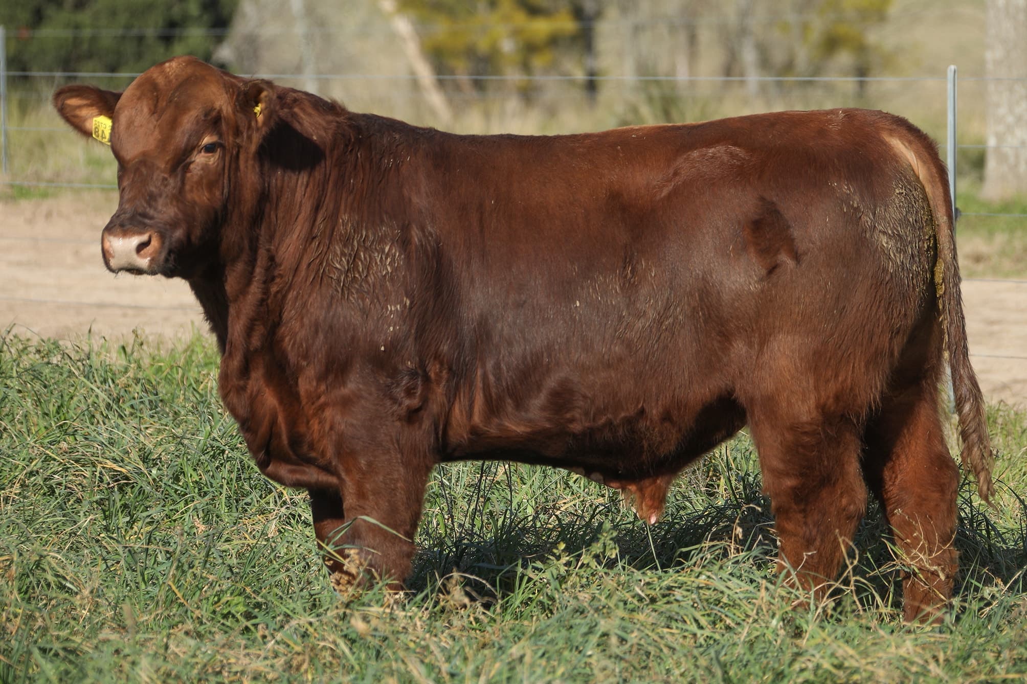 Toro RP 5448