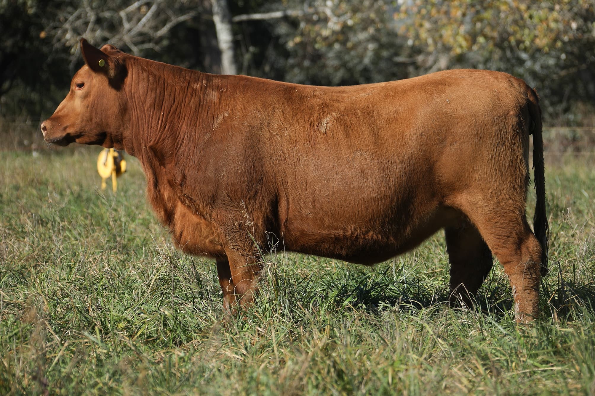 Vaquillona RP 5453