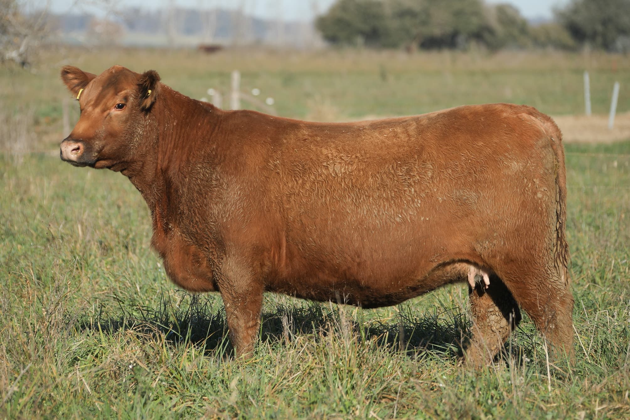 Vaquillona RP 5461