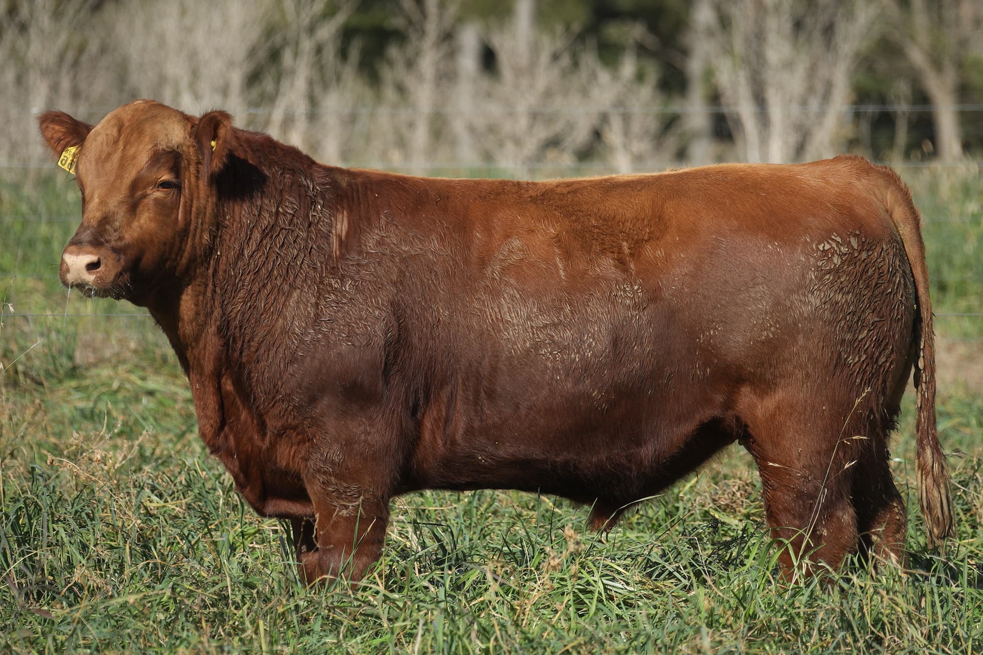 Toro RP 5466