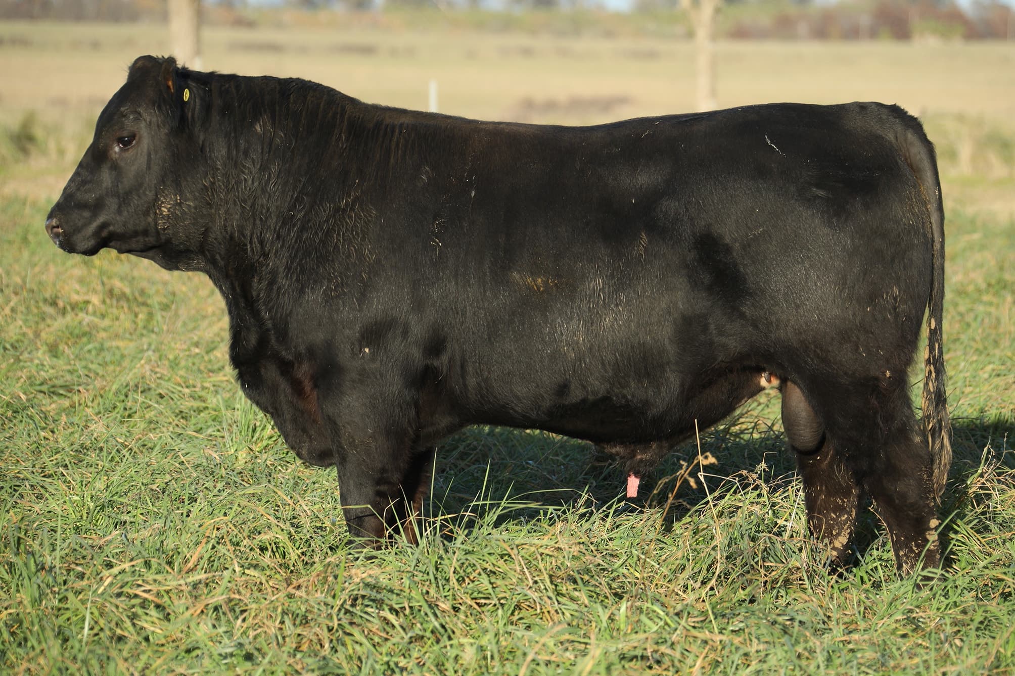 Toro RP 5470