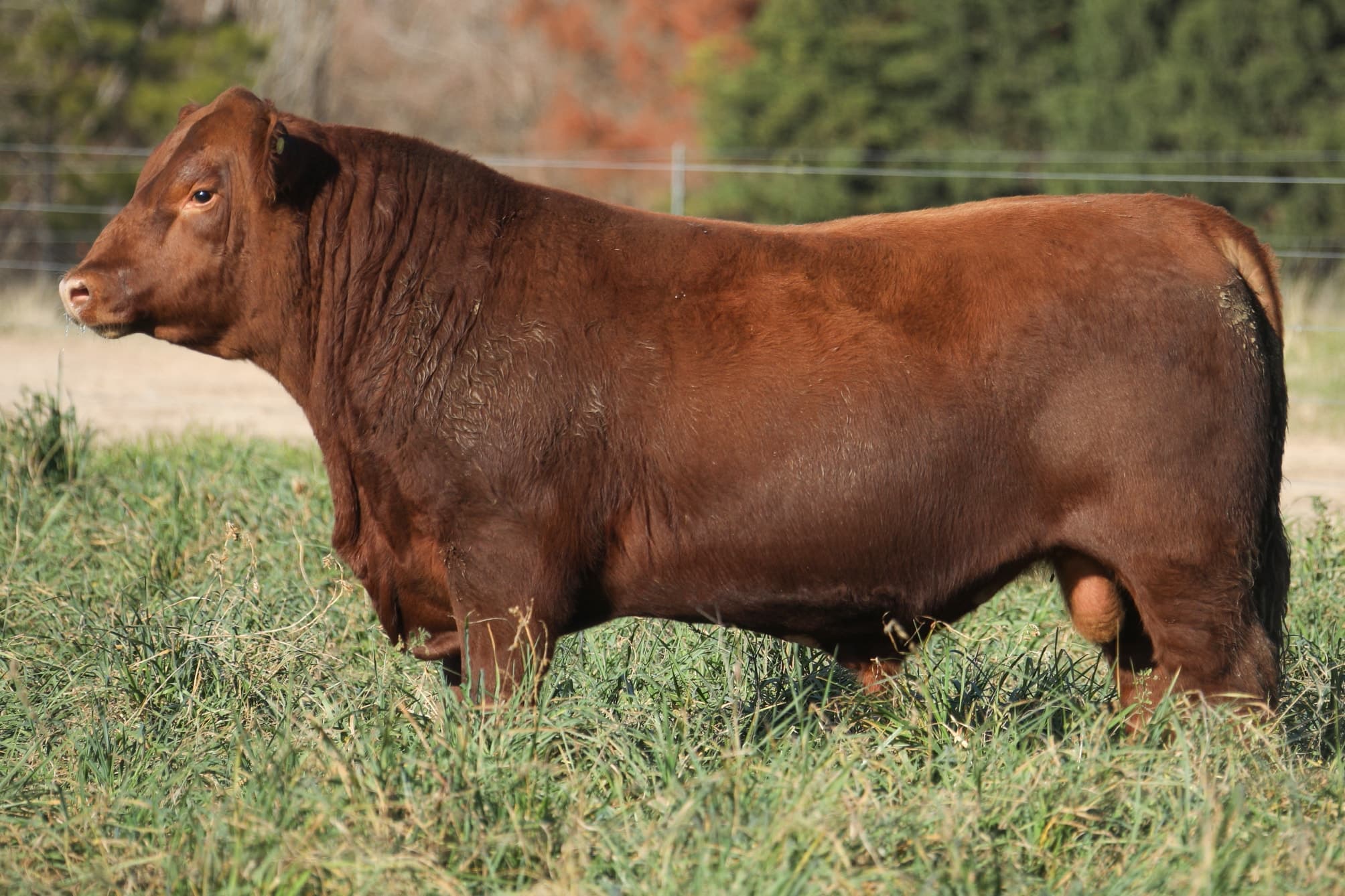 Toro RP 5496